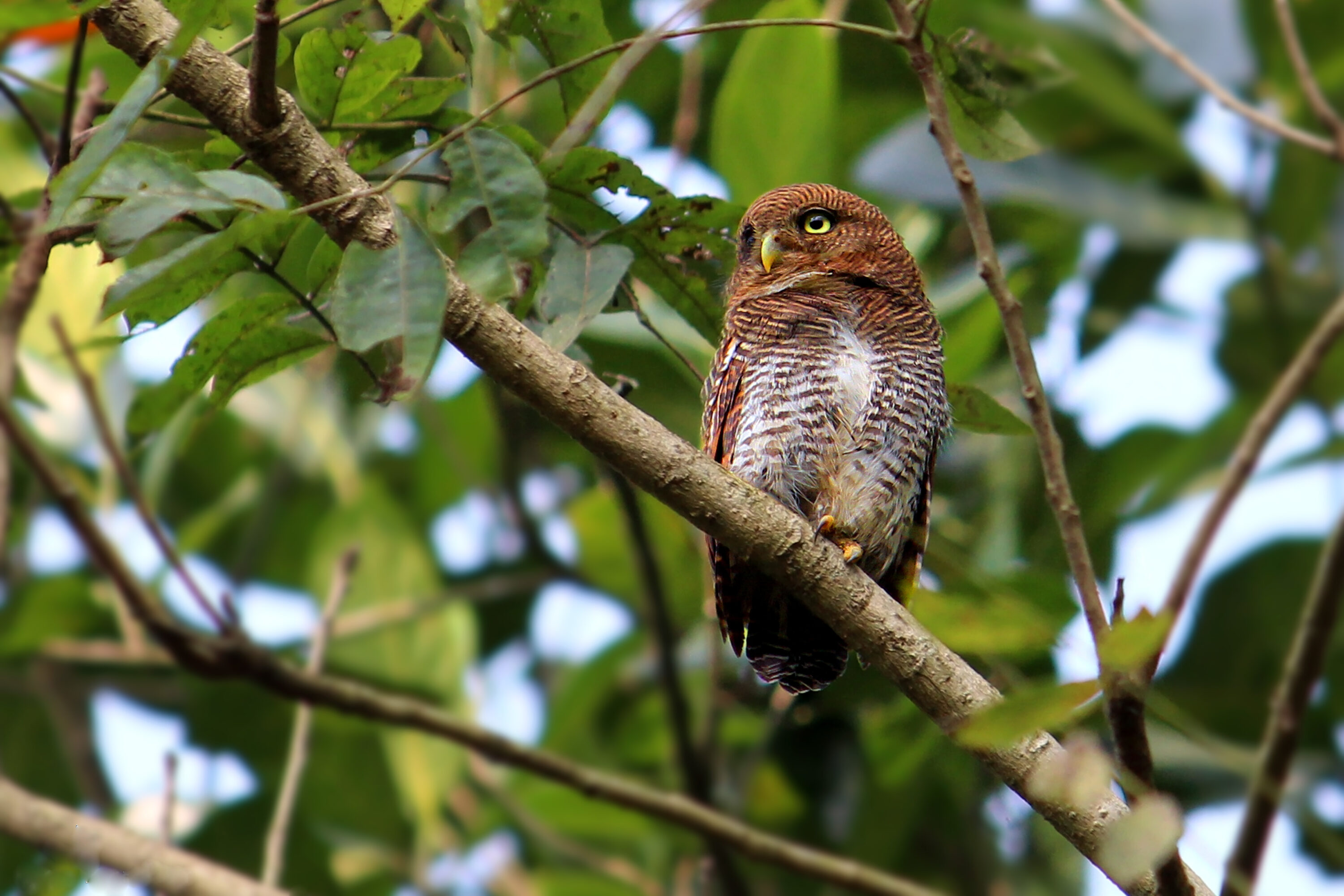 Jungle owlet perched prominently among green foliage