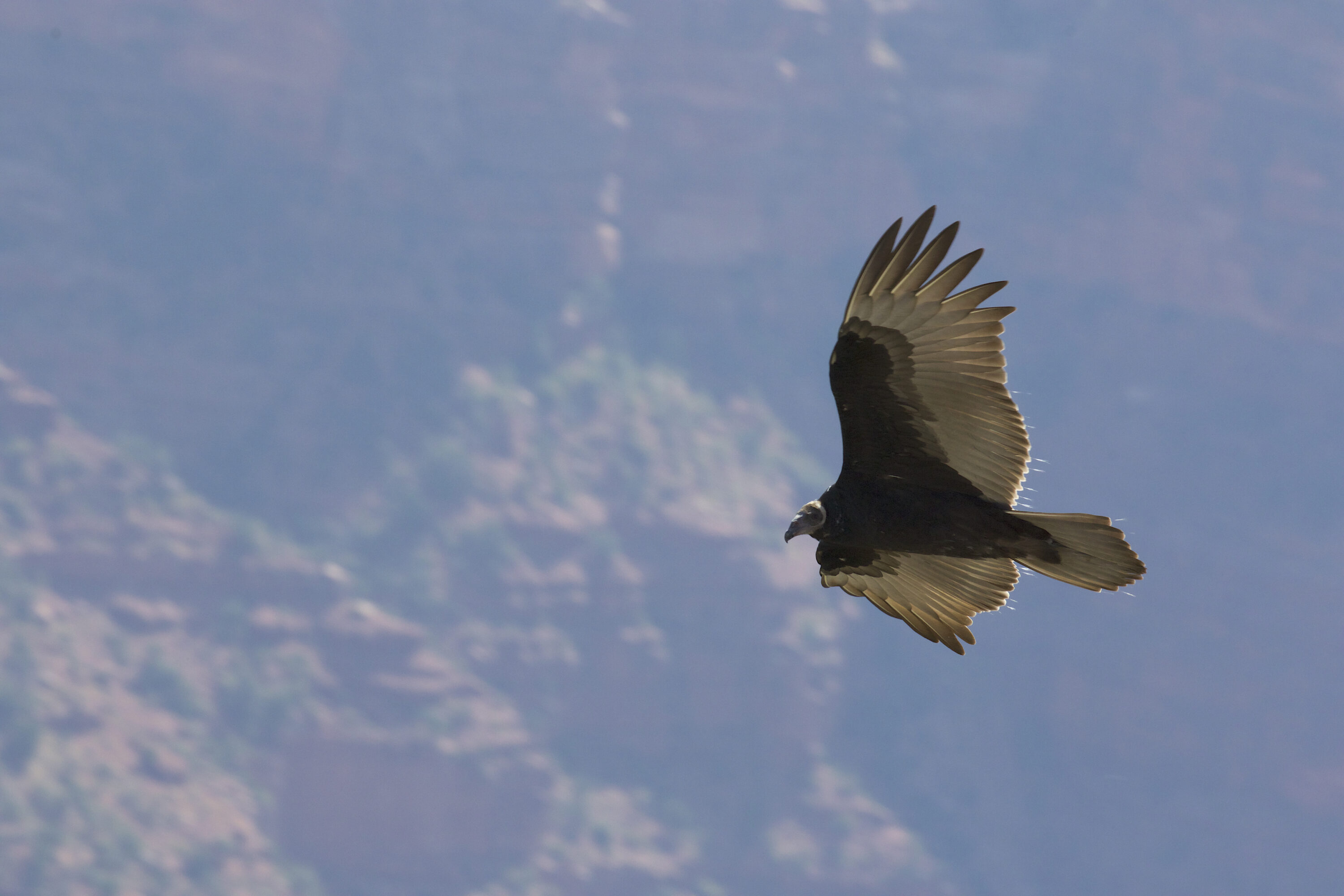 Juvenile turkey vulture in flight at Grand Canyon National Park