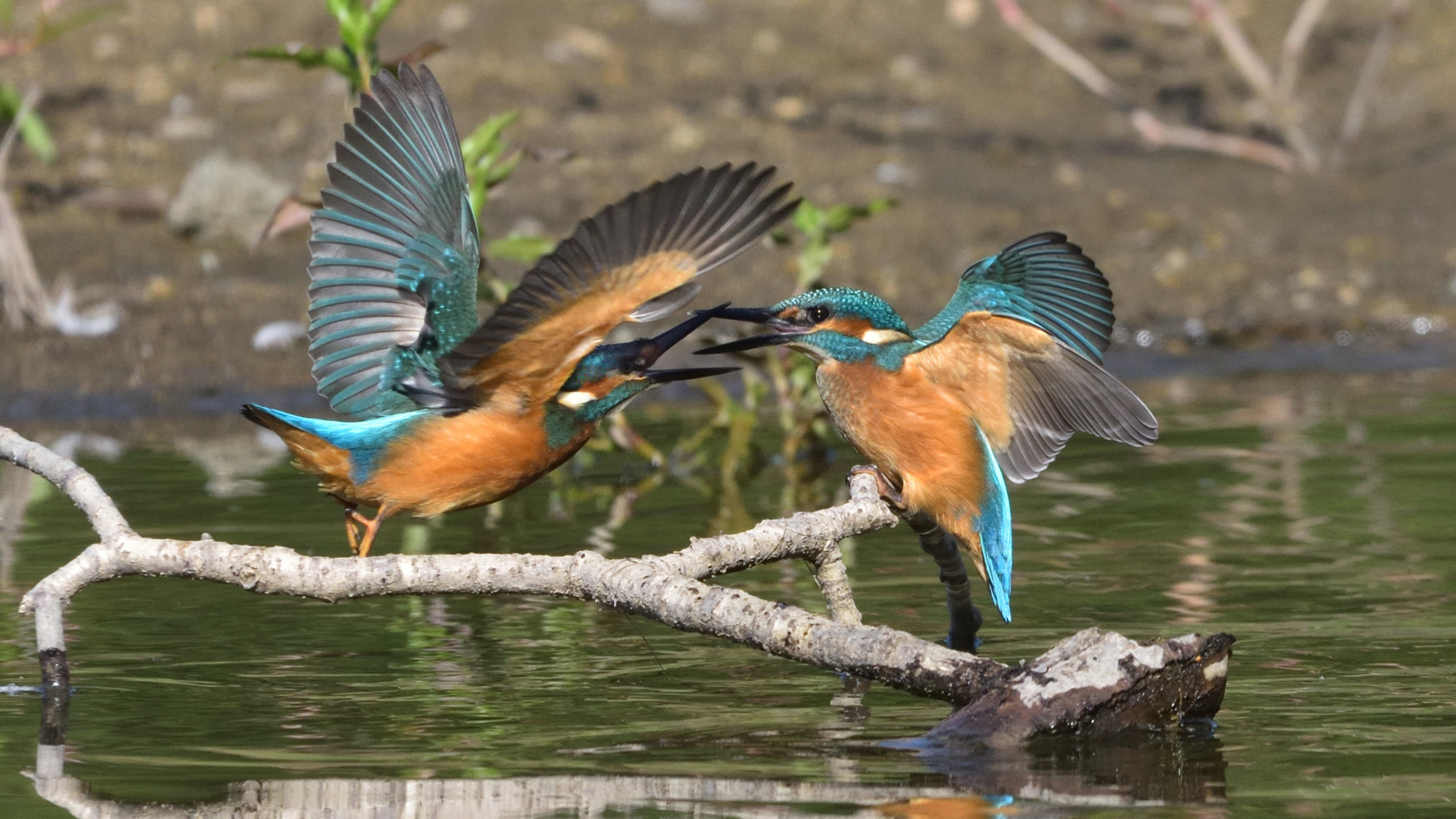 Two juvenile common kingfishers interacting on branches above water