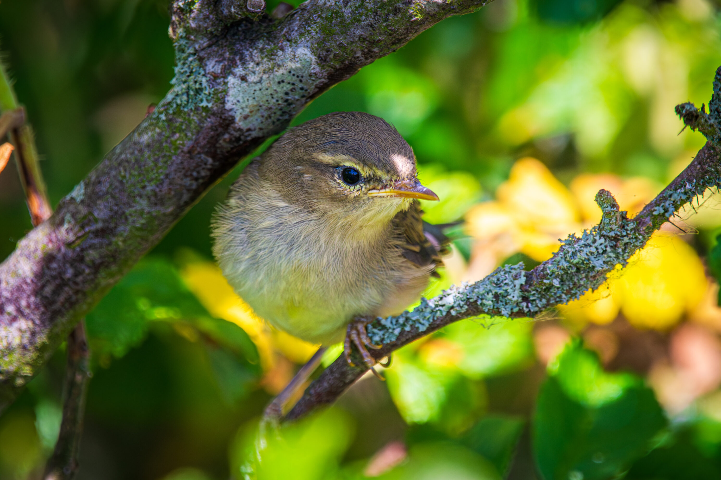 Juvenile willow warbler perched among branches