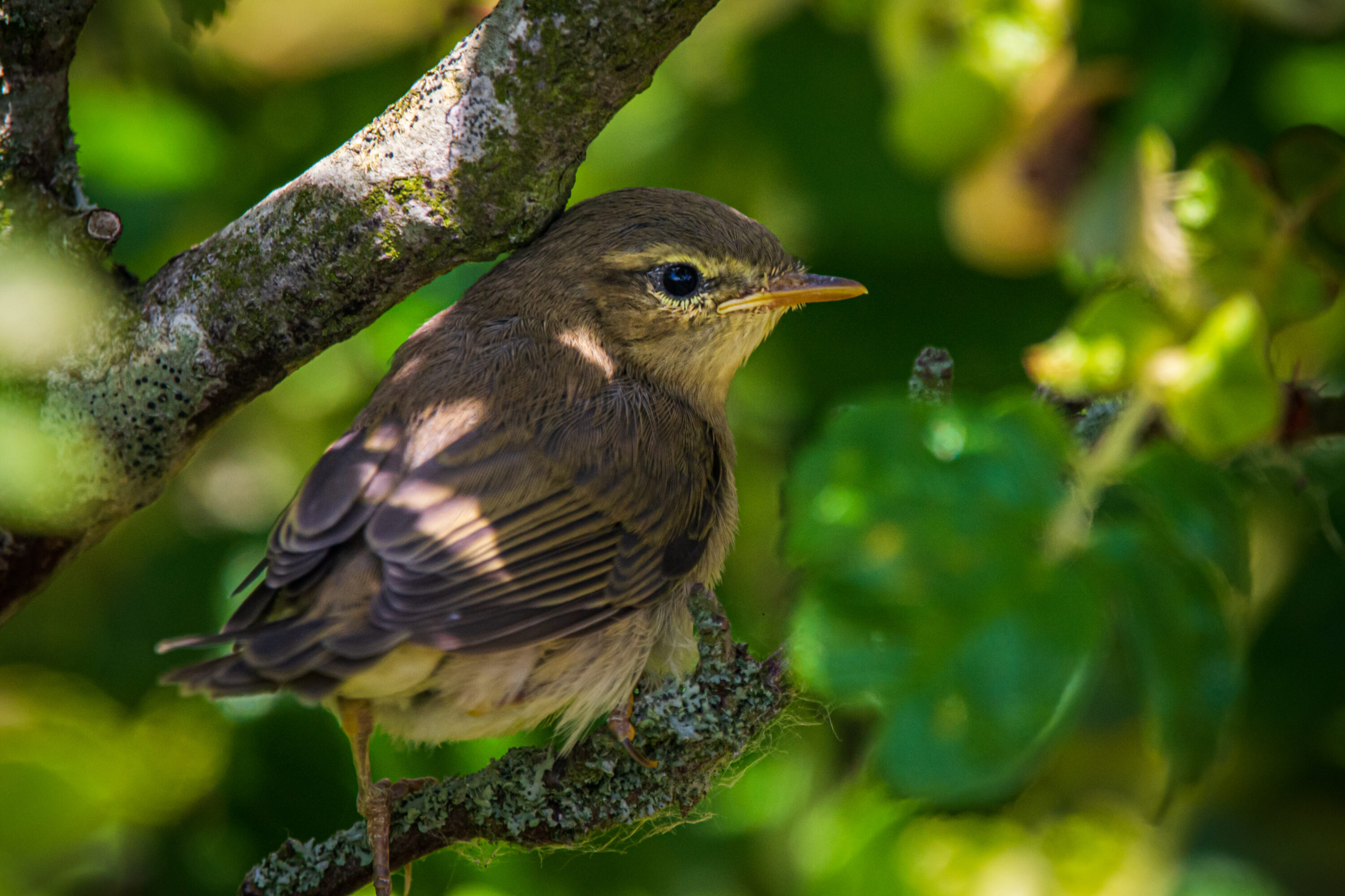 A juvenile willow warbler perched among green leaves