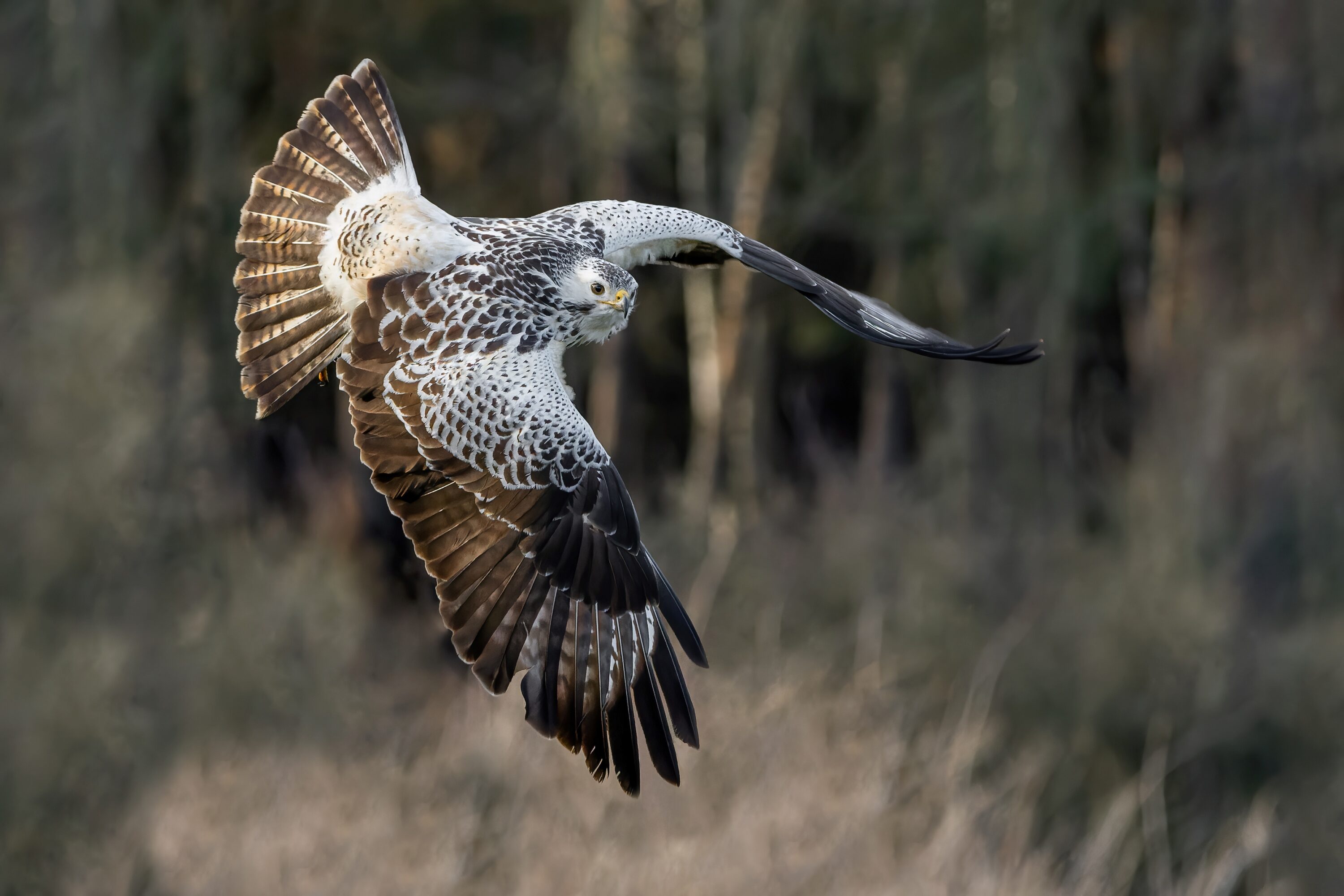 Common buzzard in flight