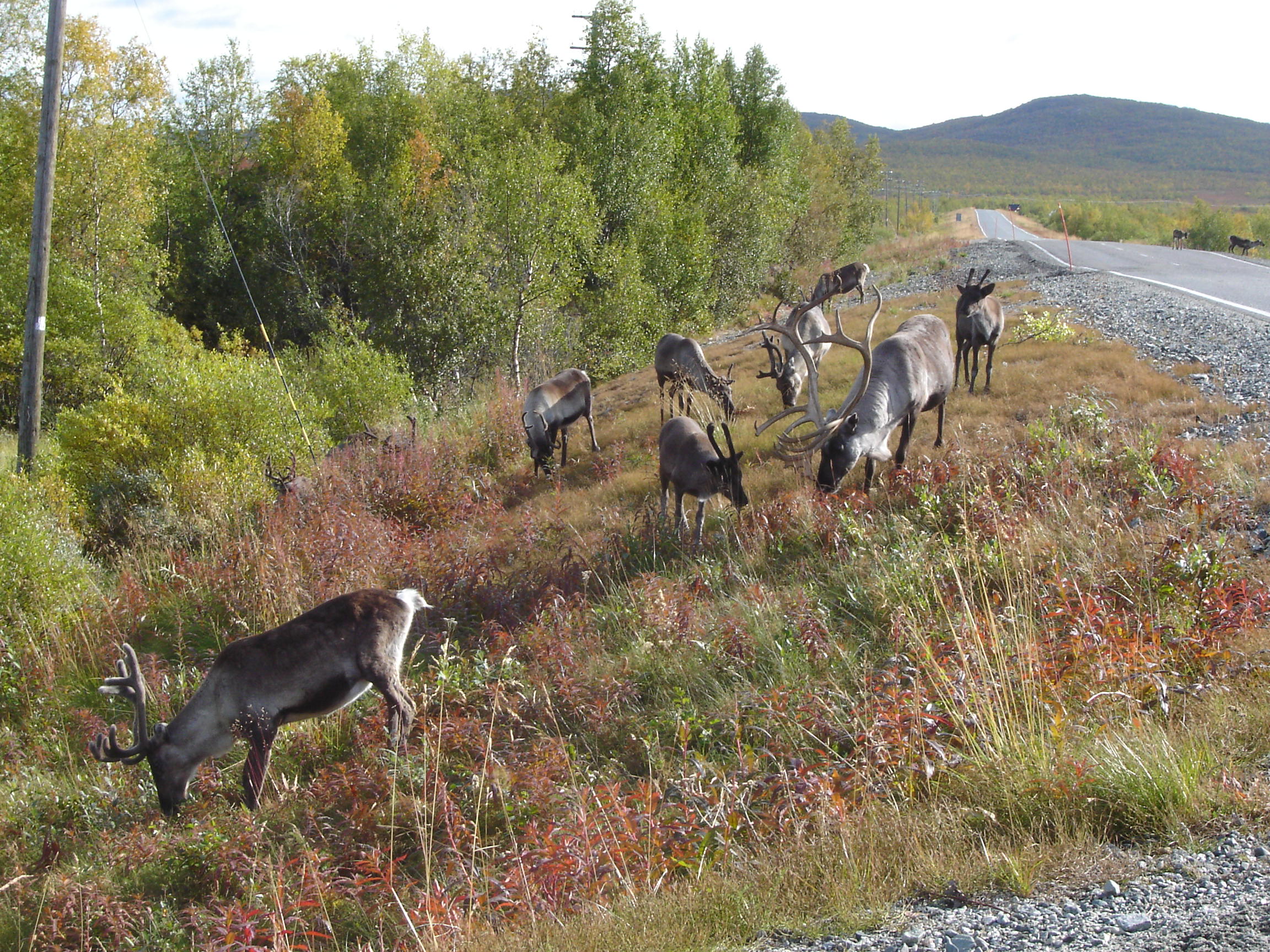 Reindeer grazing in low vegetation in Finnish Lapland