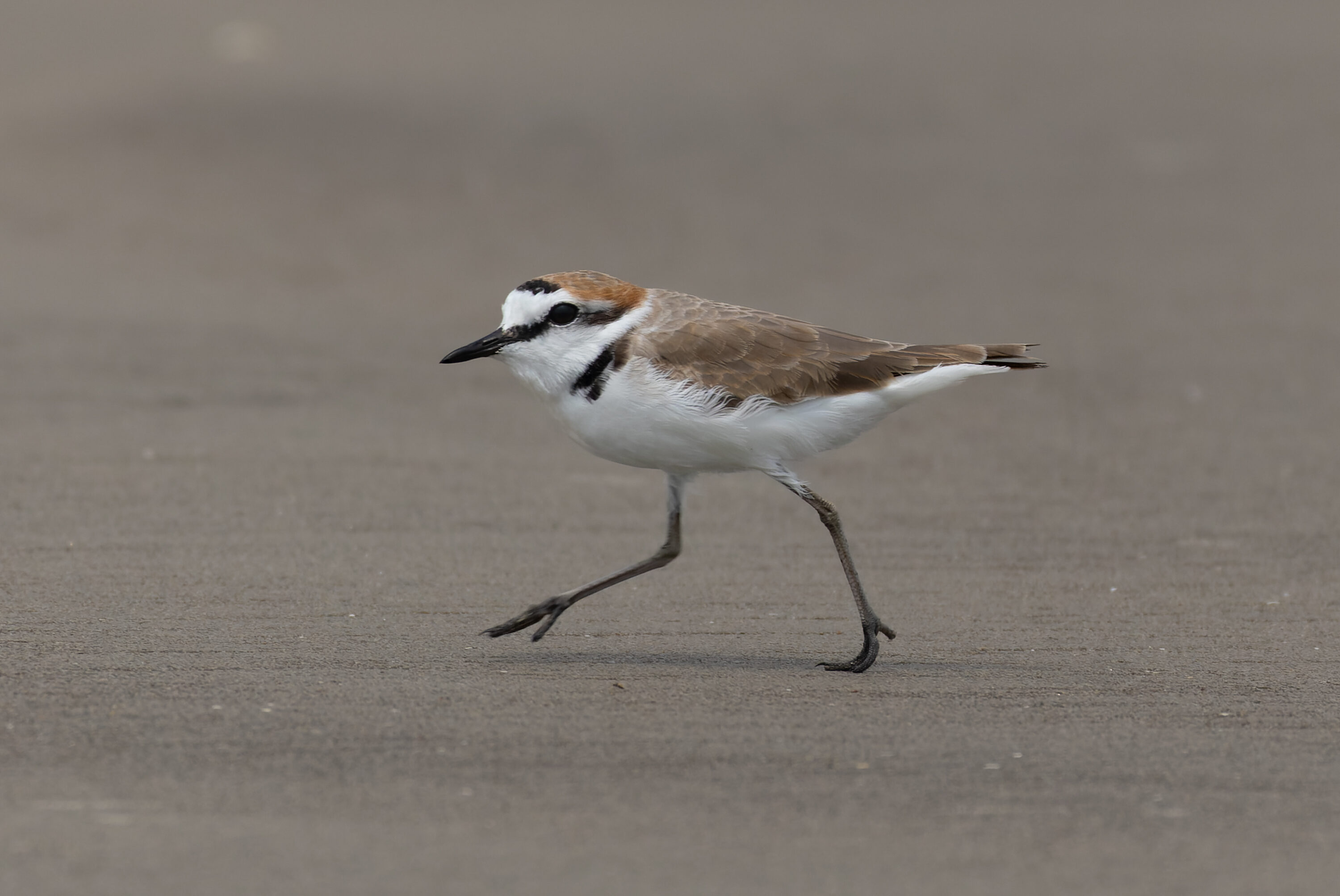 Kentish Plover running across open sandy habitat at Bakkhali, India
