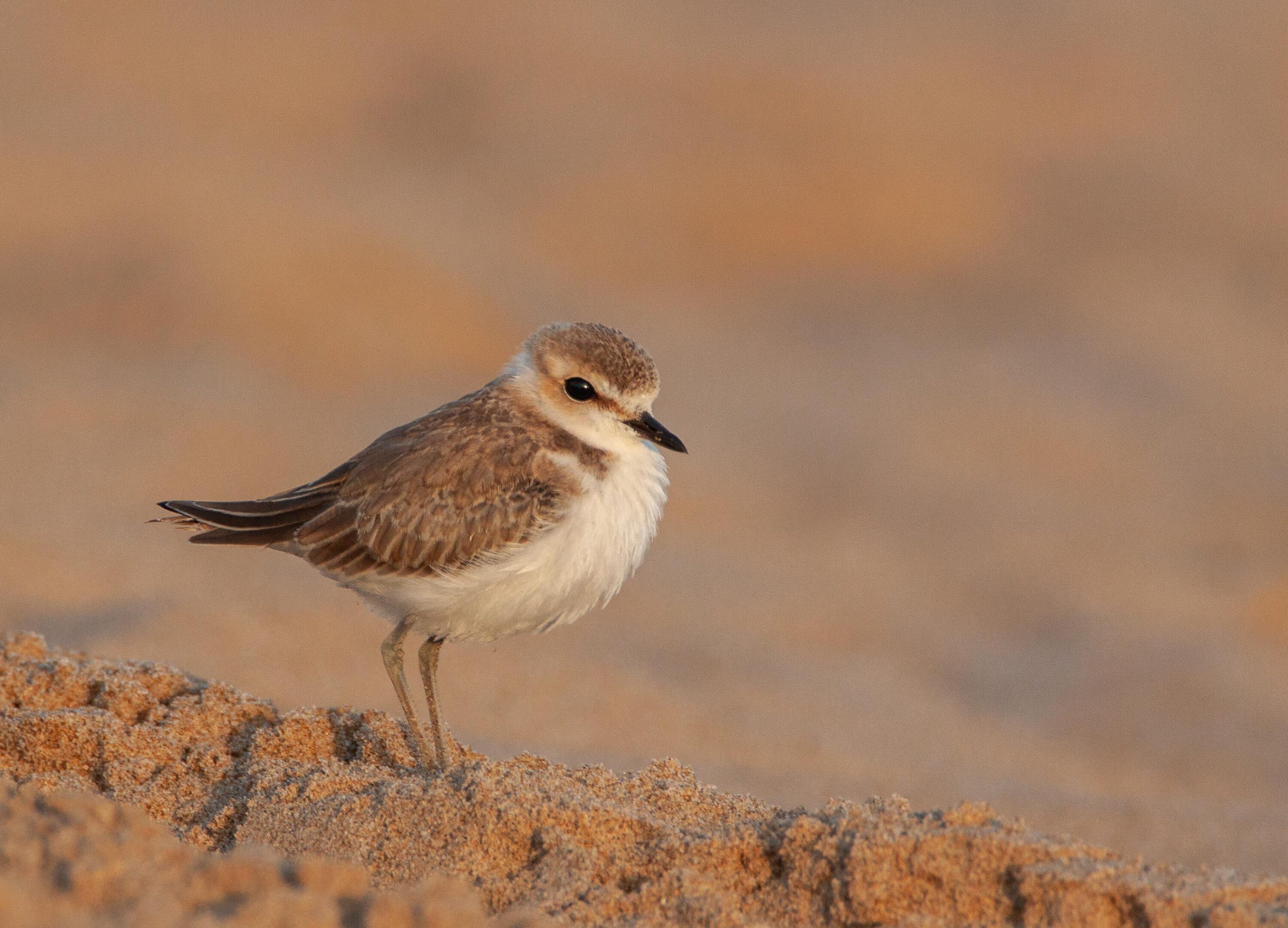 Kentish plover standing on sand