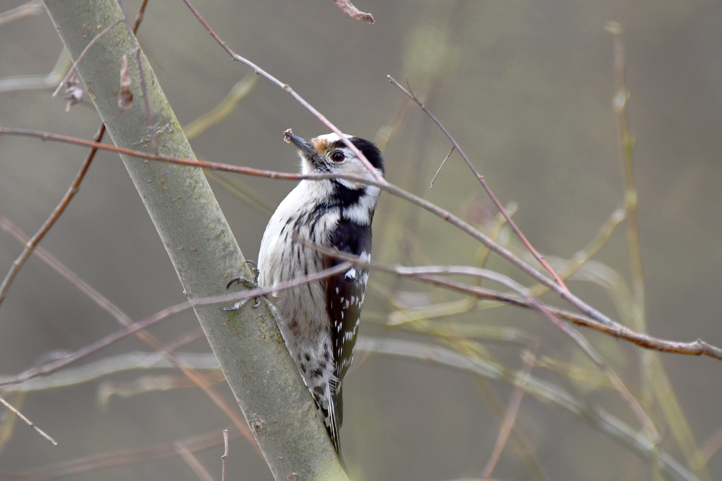 Lesser Spotted Woodpecker perched on a tree in Germany