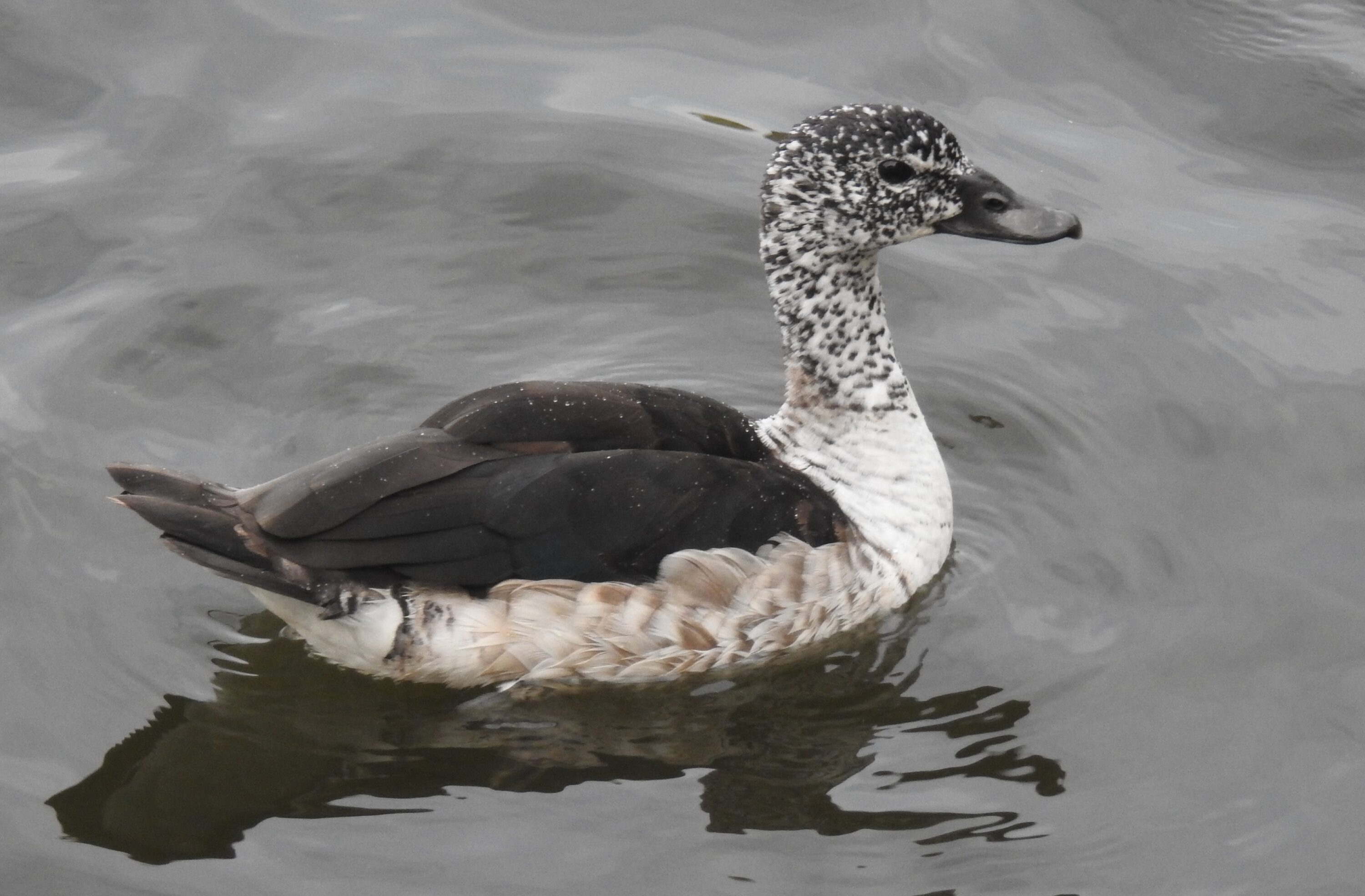 Female knob-billed duck on water at Lakhota Lake in Gujarat, India