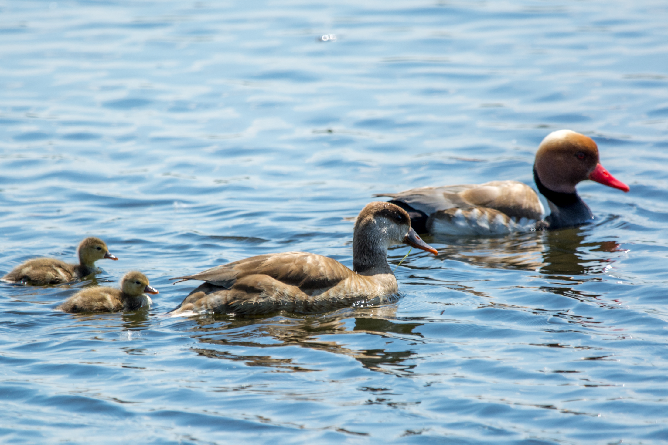 Red-crested pochard pair swimming with ducklings