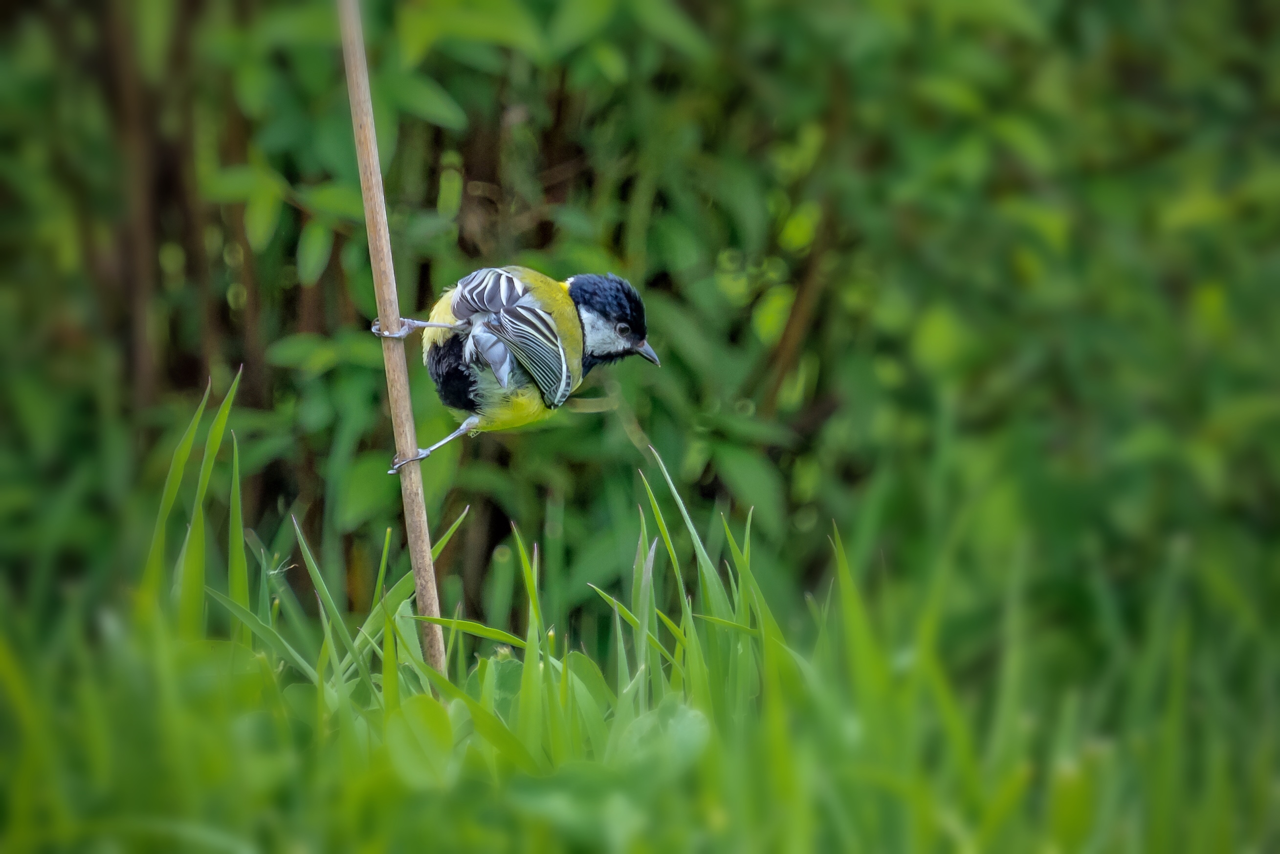 Great tit balancing on a thin reed among green vegetation in Rotterdam