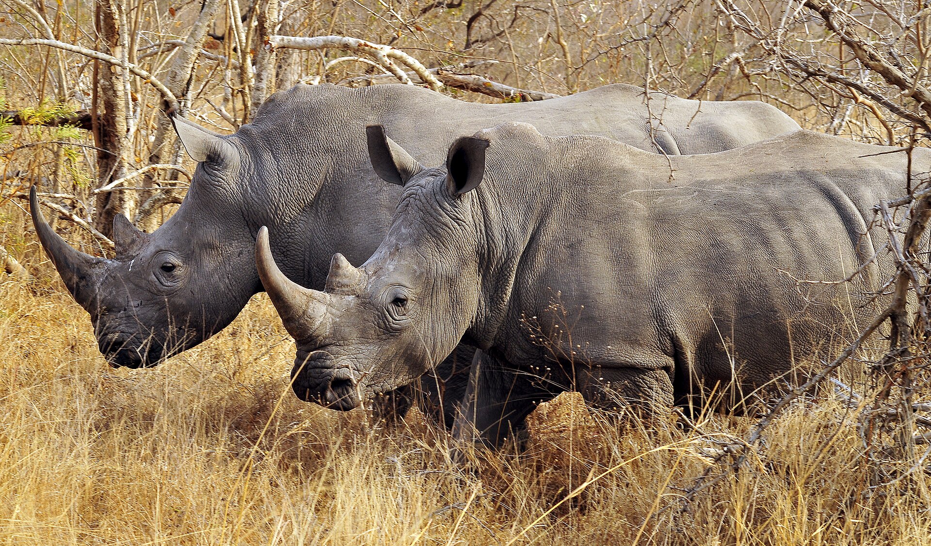Two white rhinoceroses in Kruger National Park, South Africa