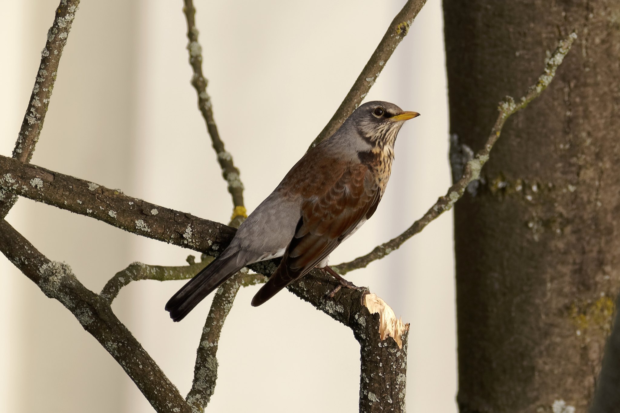 Fieldfare perched on a tree branch in Kraków, Poland