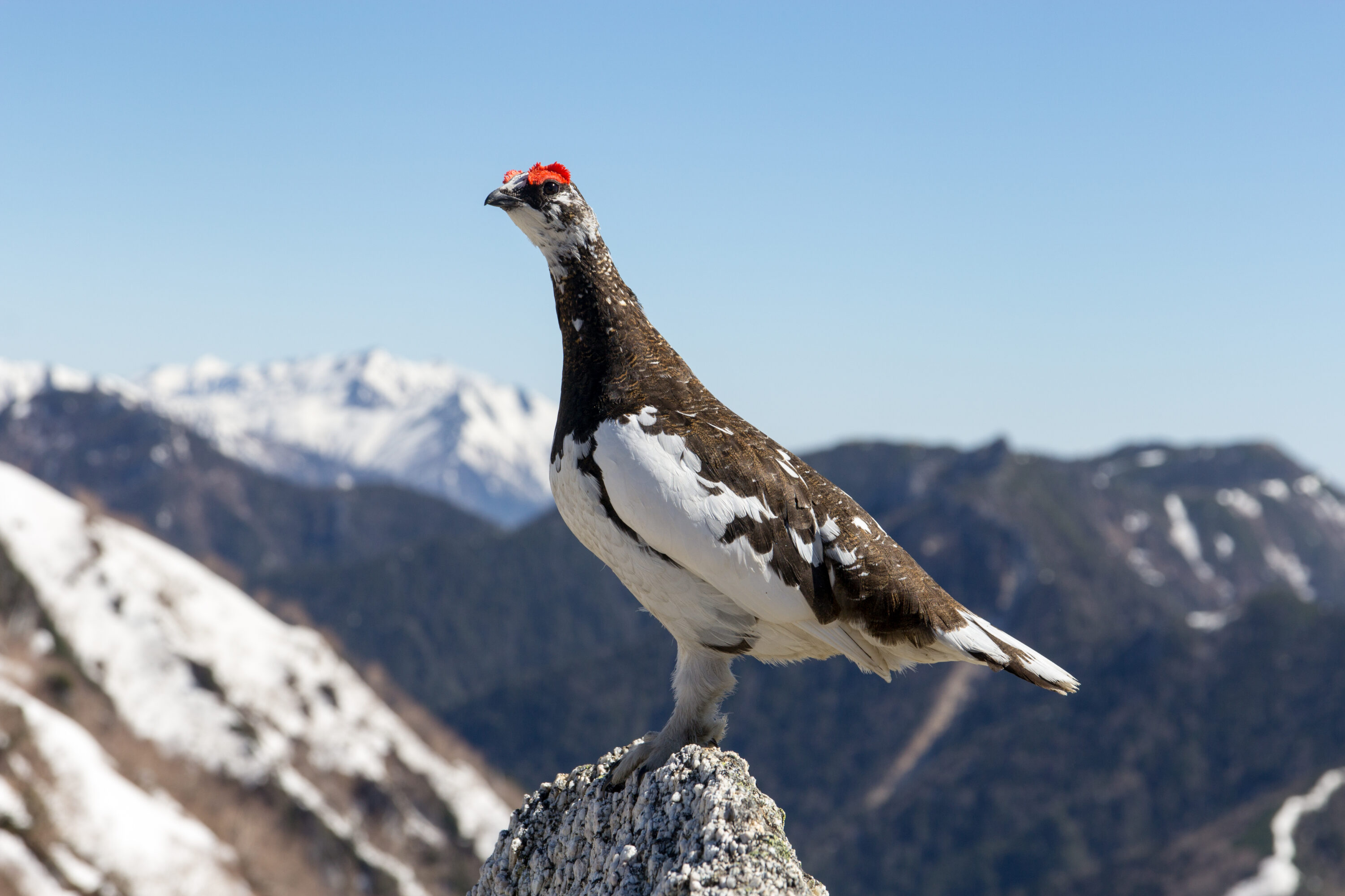 Japanese rock ptarmigan in summer plumage on Mount Tsubakuro, Japan