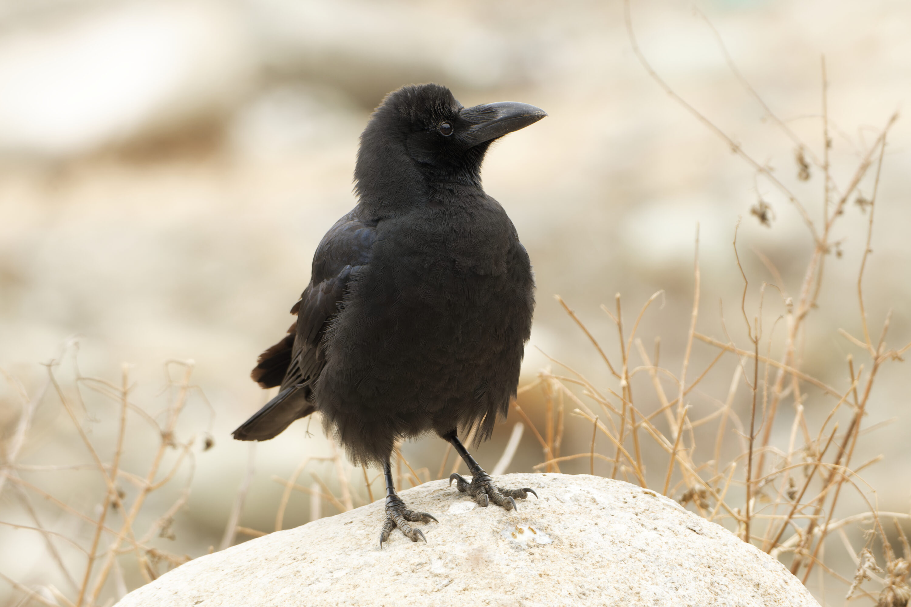 Large-billed crow showing black plumage in Jammu and Kashmir