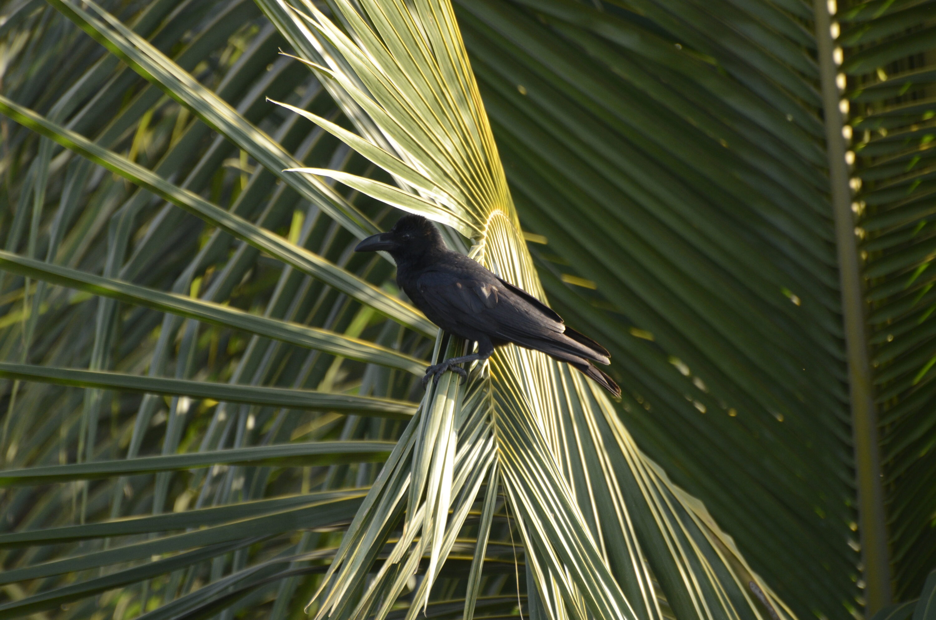 Large-billed Crow perched in Tamil Nadu, India