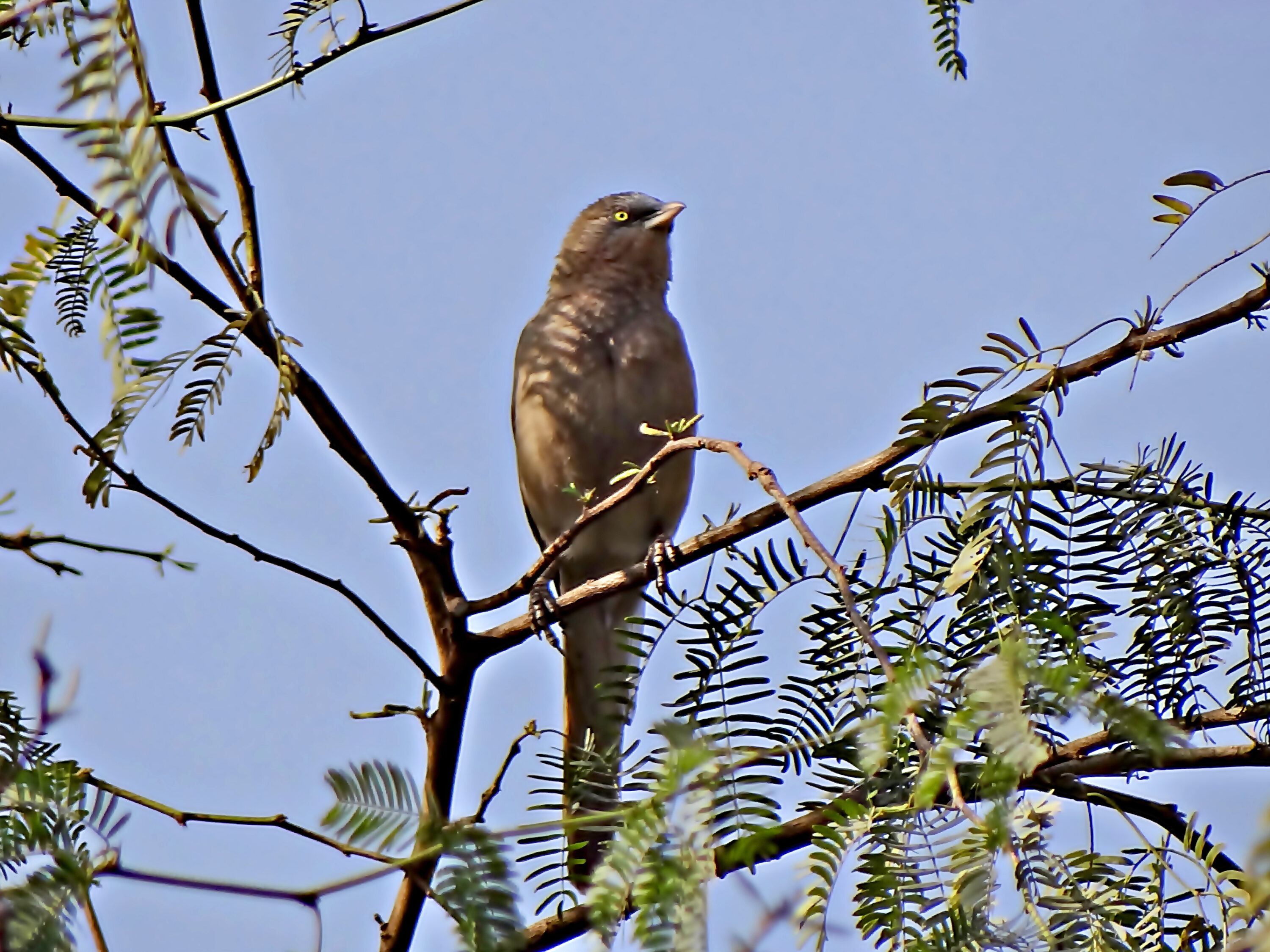 Large grey babbler in New Delhi, India