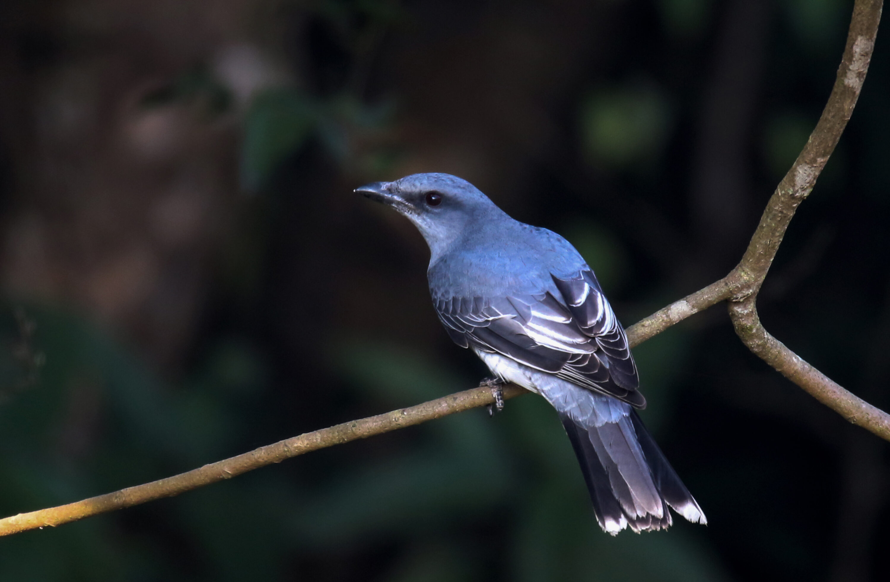Indian cuckooshrike perched on a branch in Nepal