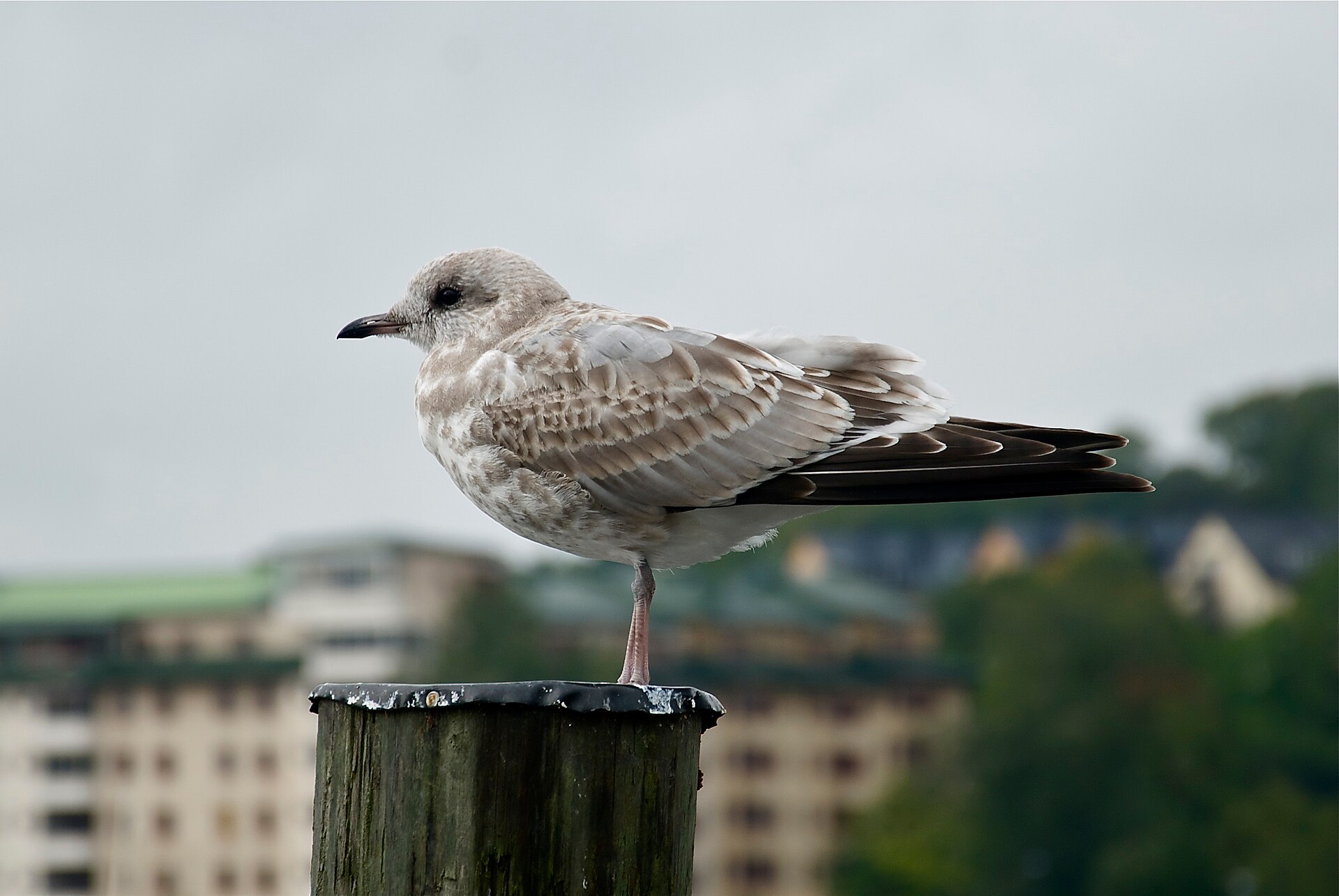 Juvenile common gull standing in Södra Hammarbyhamnen, Stockholm, Sweden