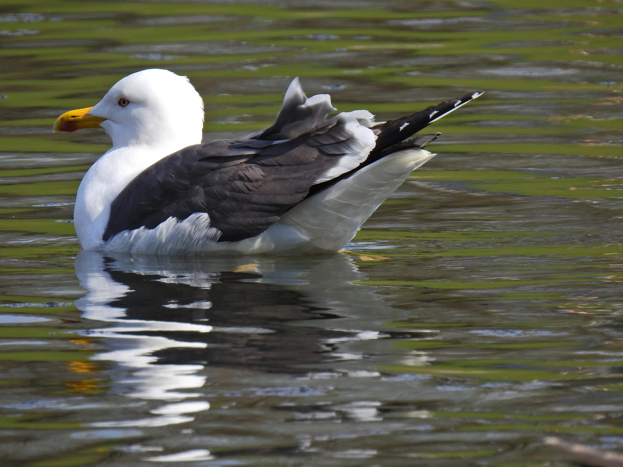 Adult lesser black-backed gull (Larus fuscus) on water