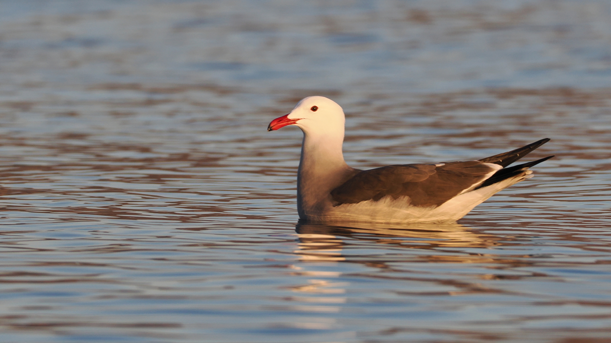Adult Heermann's gull floating on calm seawater