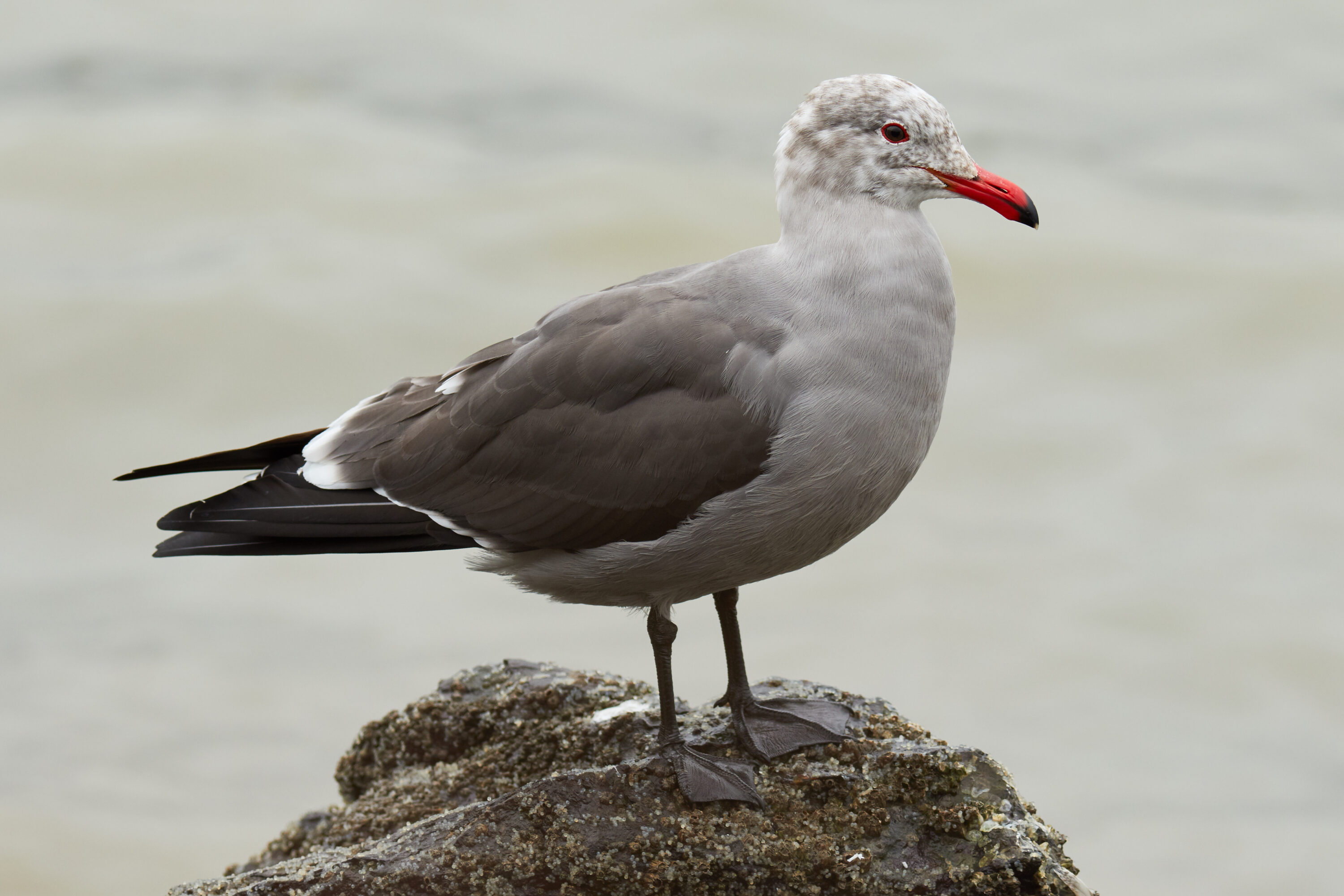 Adult non-breeding Heermann's gull standing beside the water in Richardson Bay