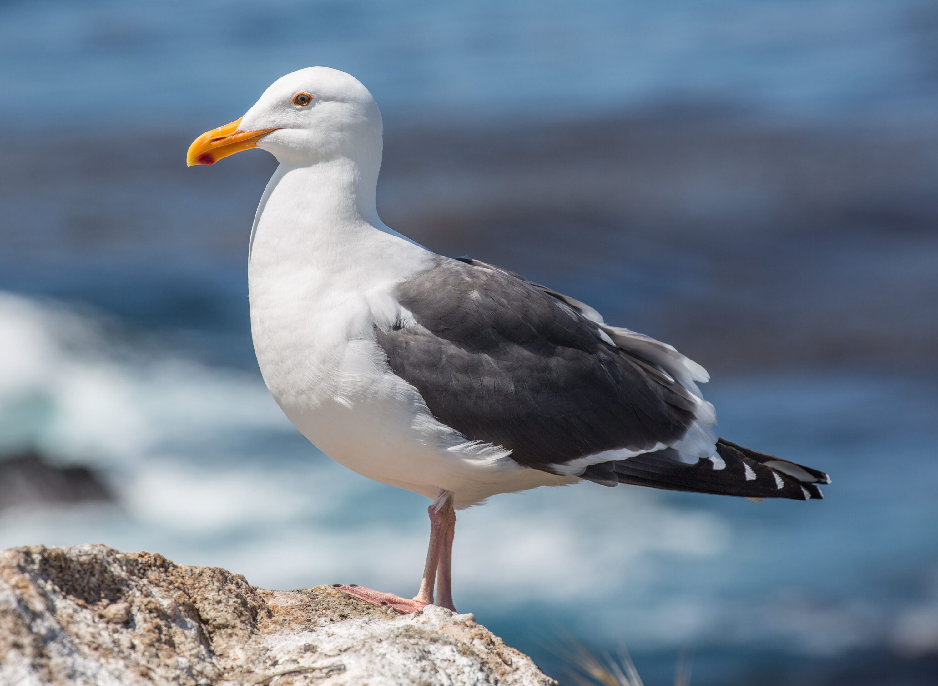 Adult western gull standing on coastal rock at Point Lobos, California