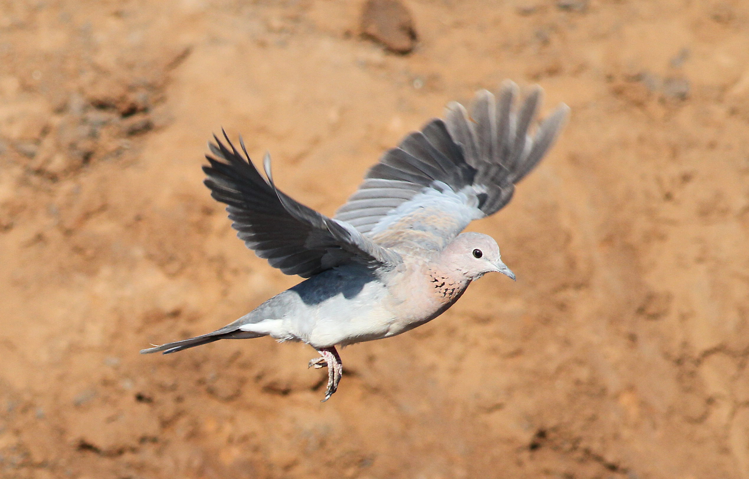 Laughing dove in flight at Mapungubwe National Park, South Africa