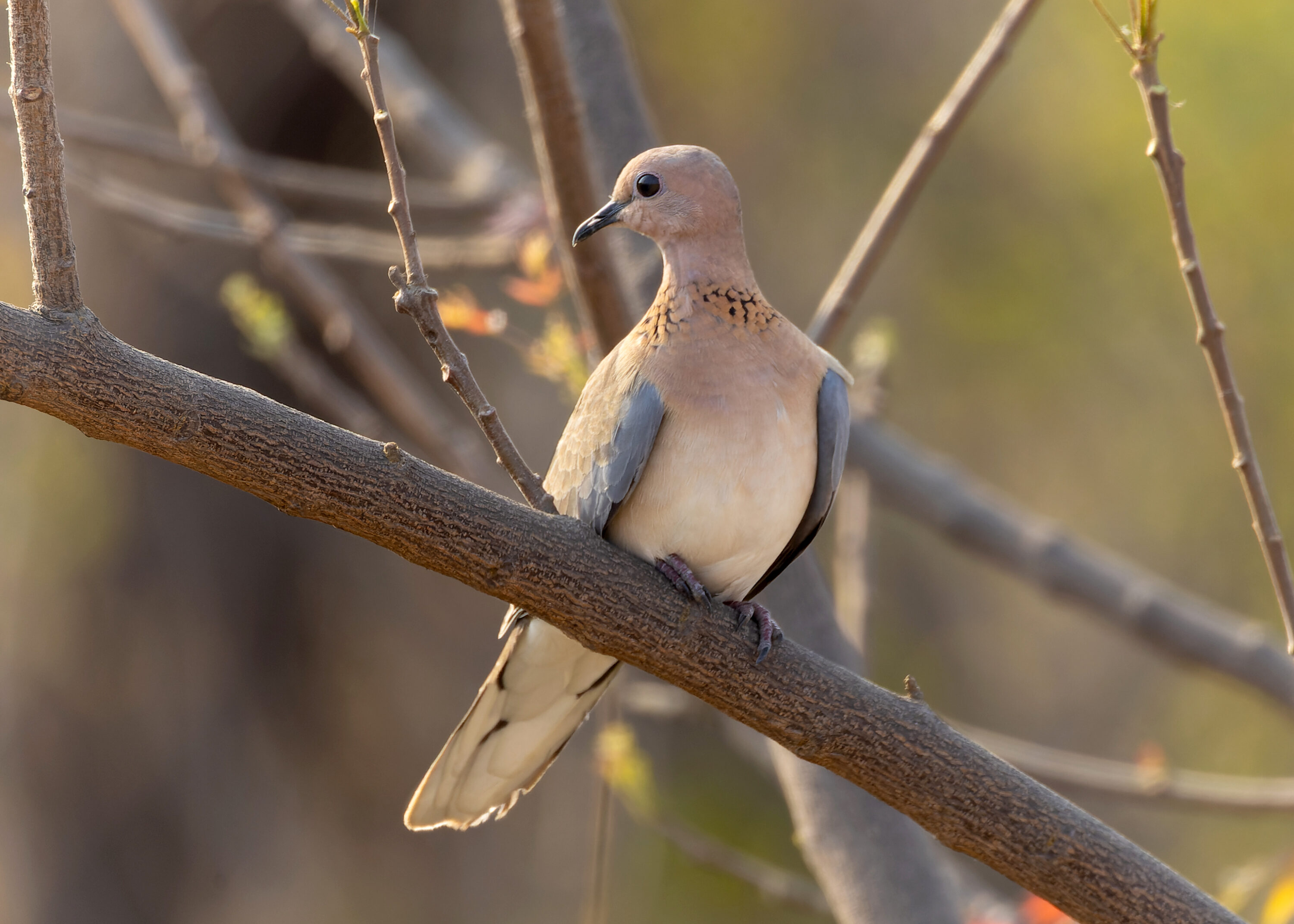Wild laughing dove perched on a branch in Maharashtra, India