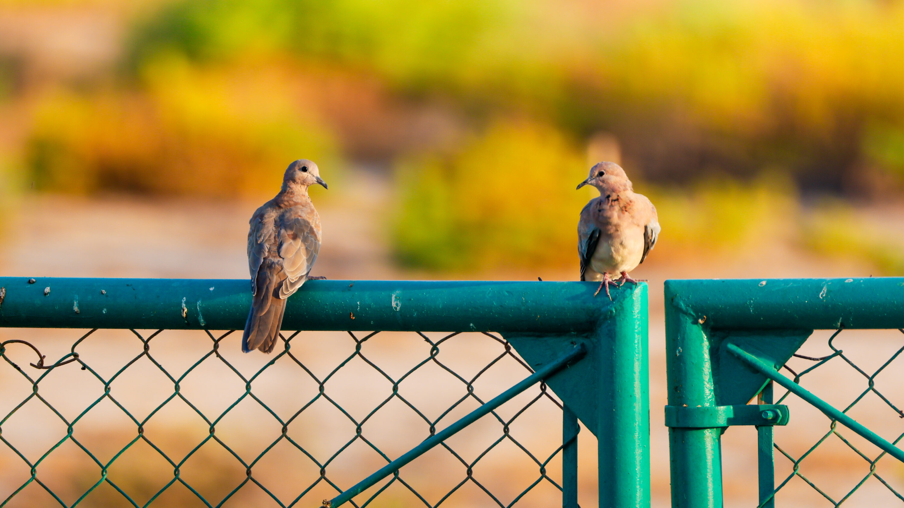 Two laughing doves perched on a fence at Jahra reserve in Kuwait