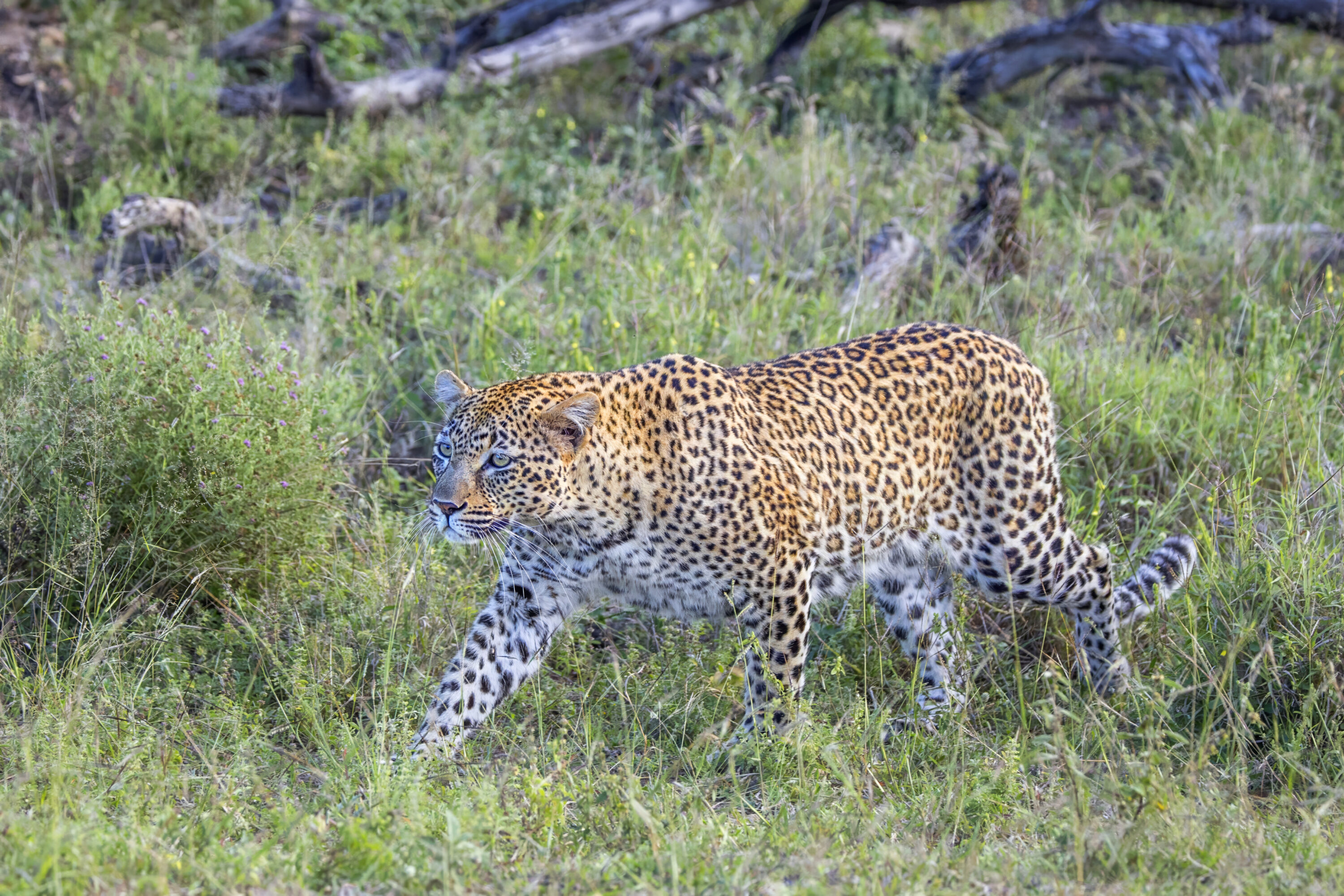 Wild female leopard in Kruger National Park, South Africa