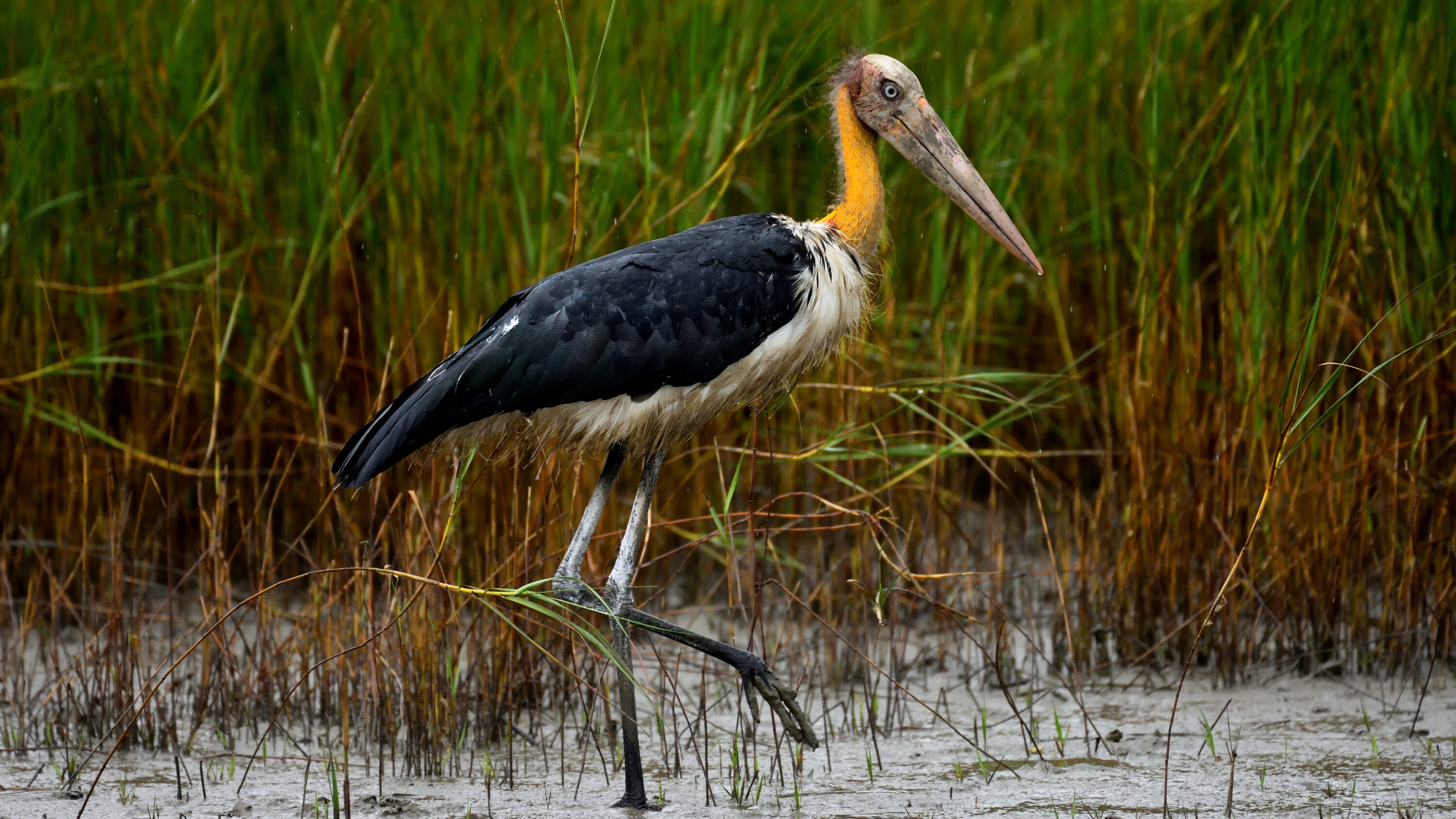 Lesser adjutant in mangrove habitat in the Sundarbans
