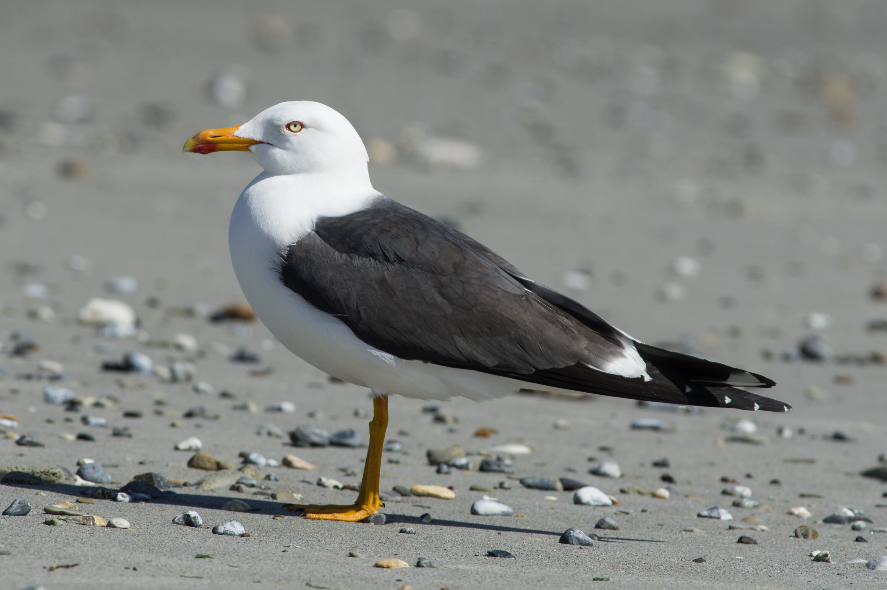 Lesser black-backed gull standing on a beach