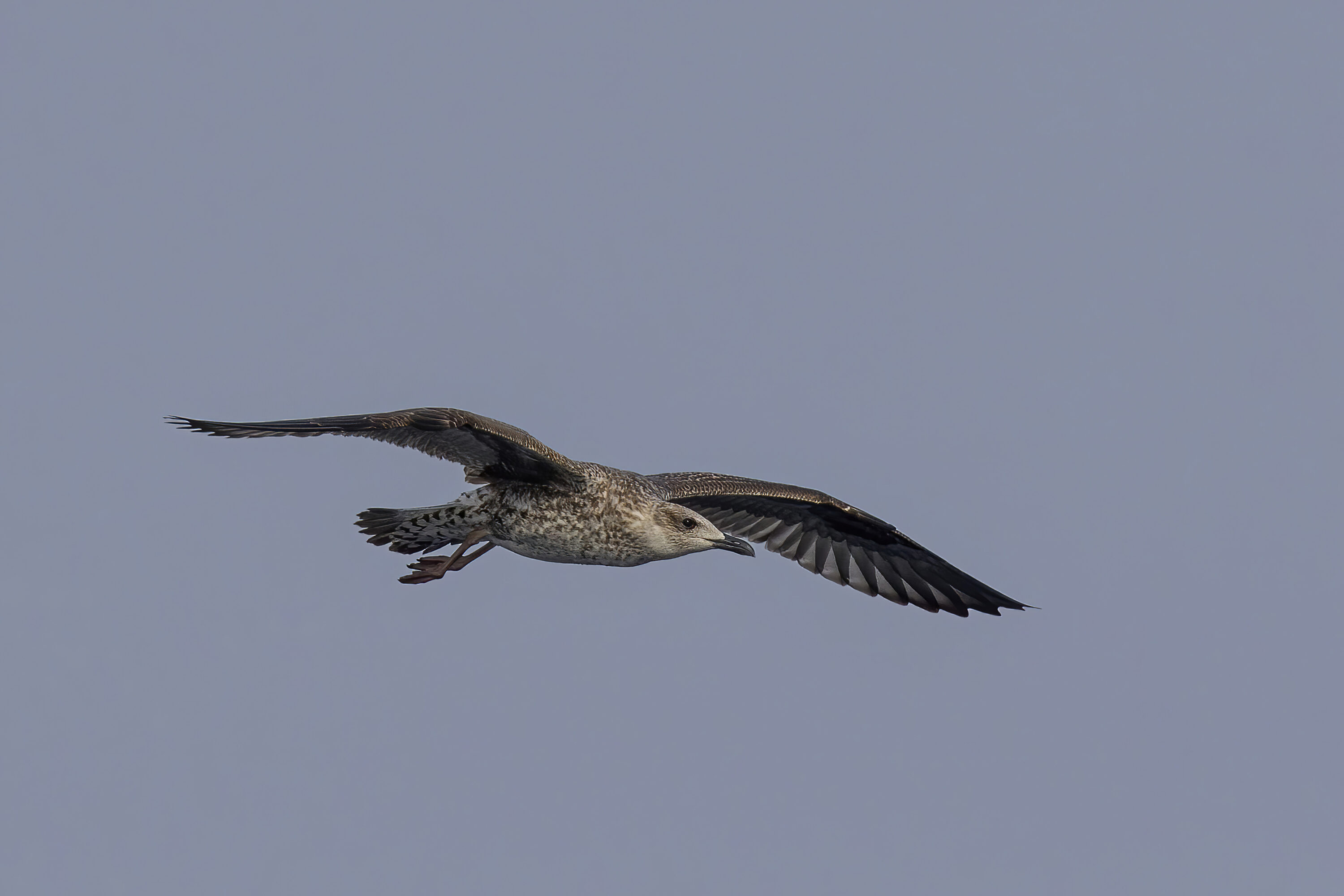 Juvenile lesser black-backed gull in flight