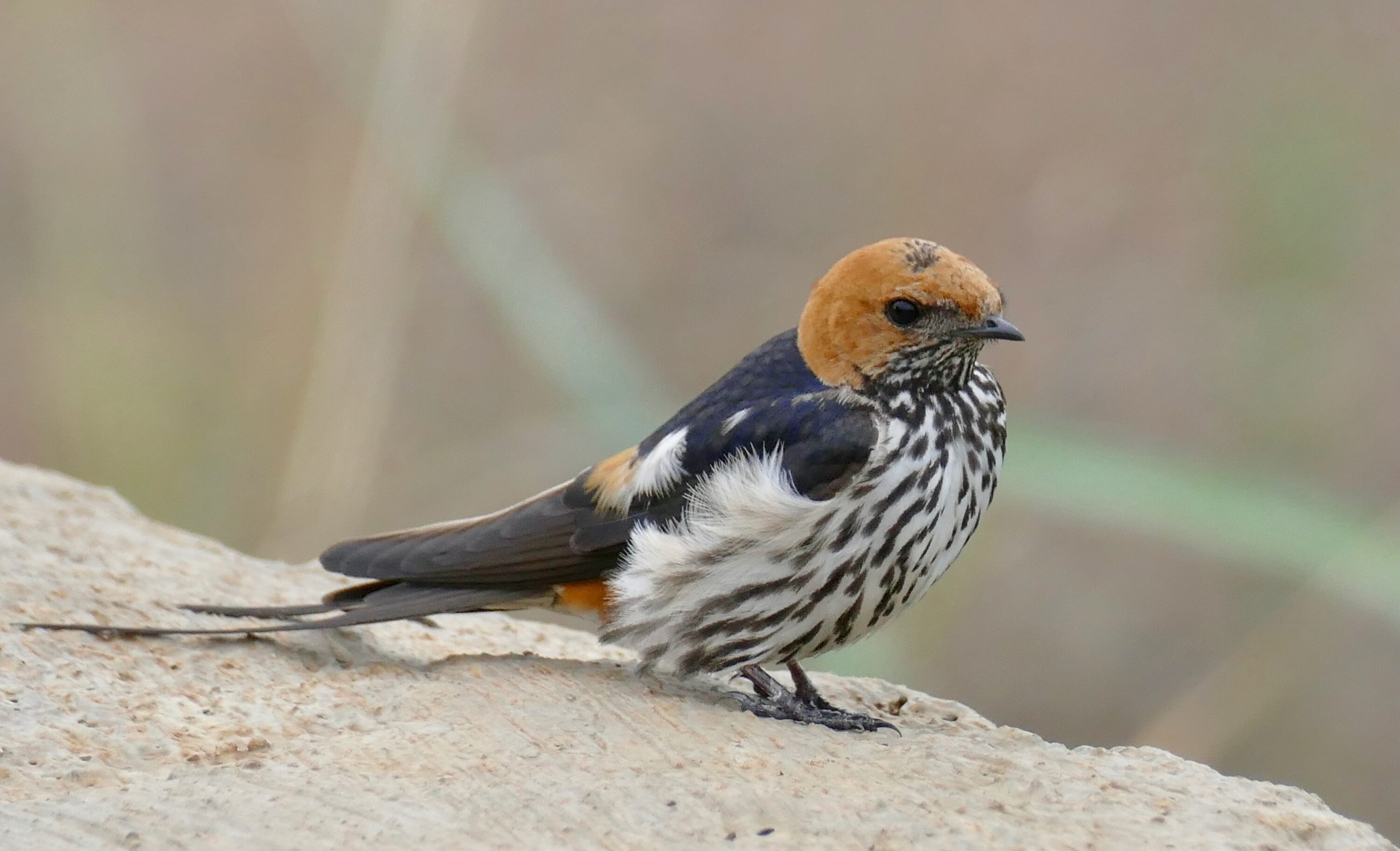 Wild lesser striped swallow perched on a rock in Pilanesberg Game Reserve