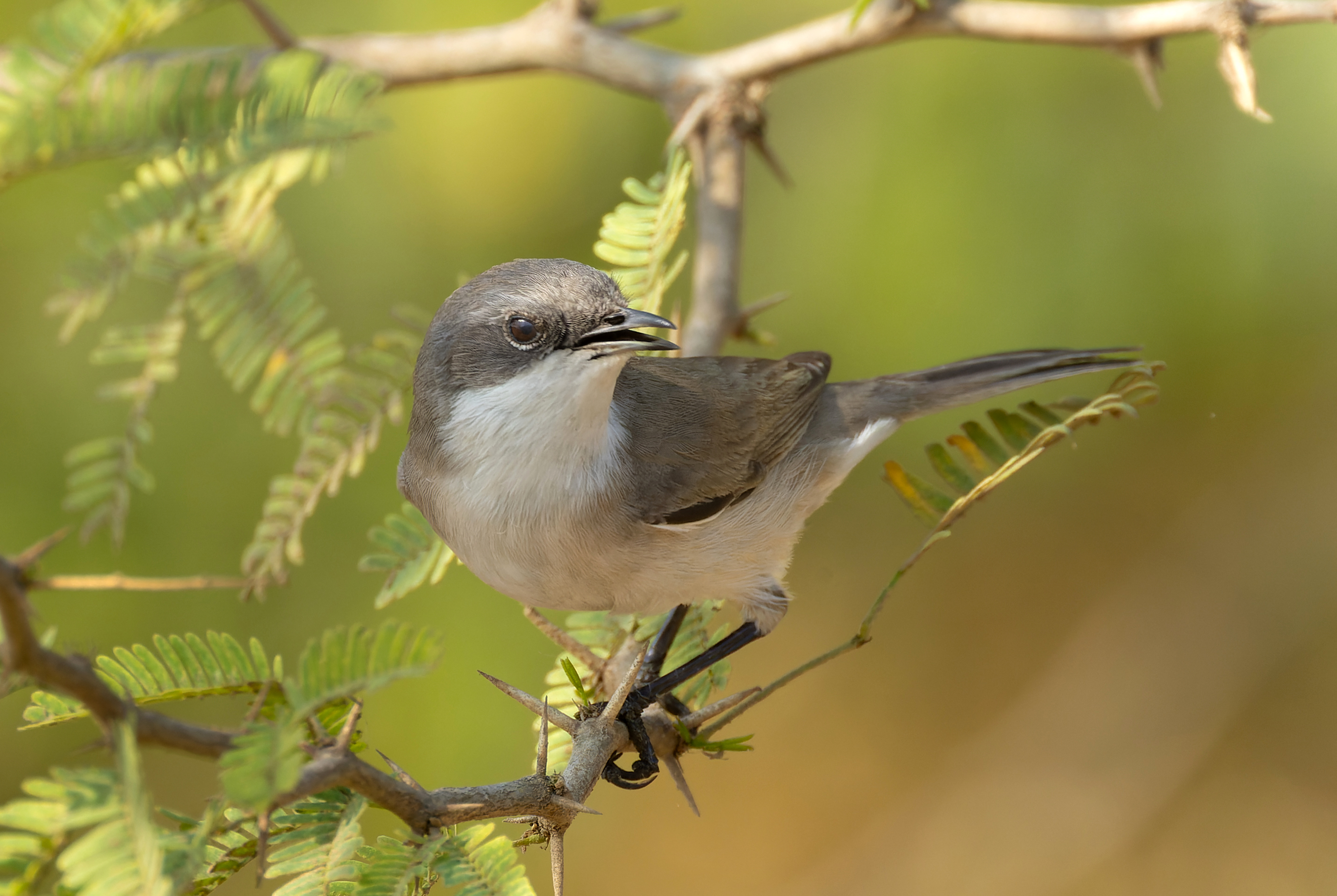 A sharp close view of a lesser whitethroat perched among thorny branches