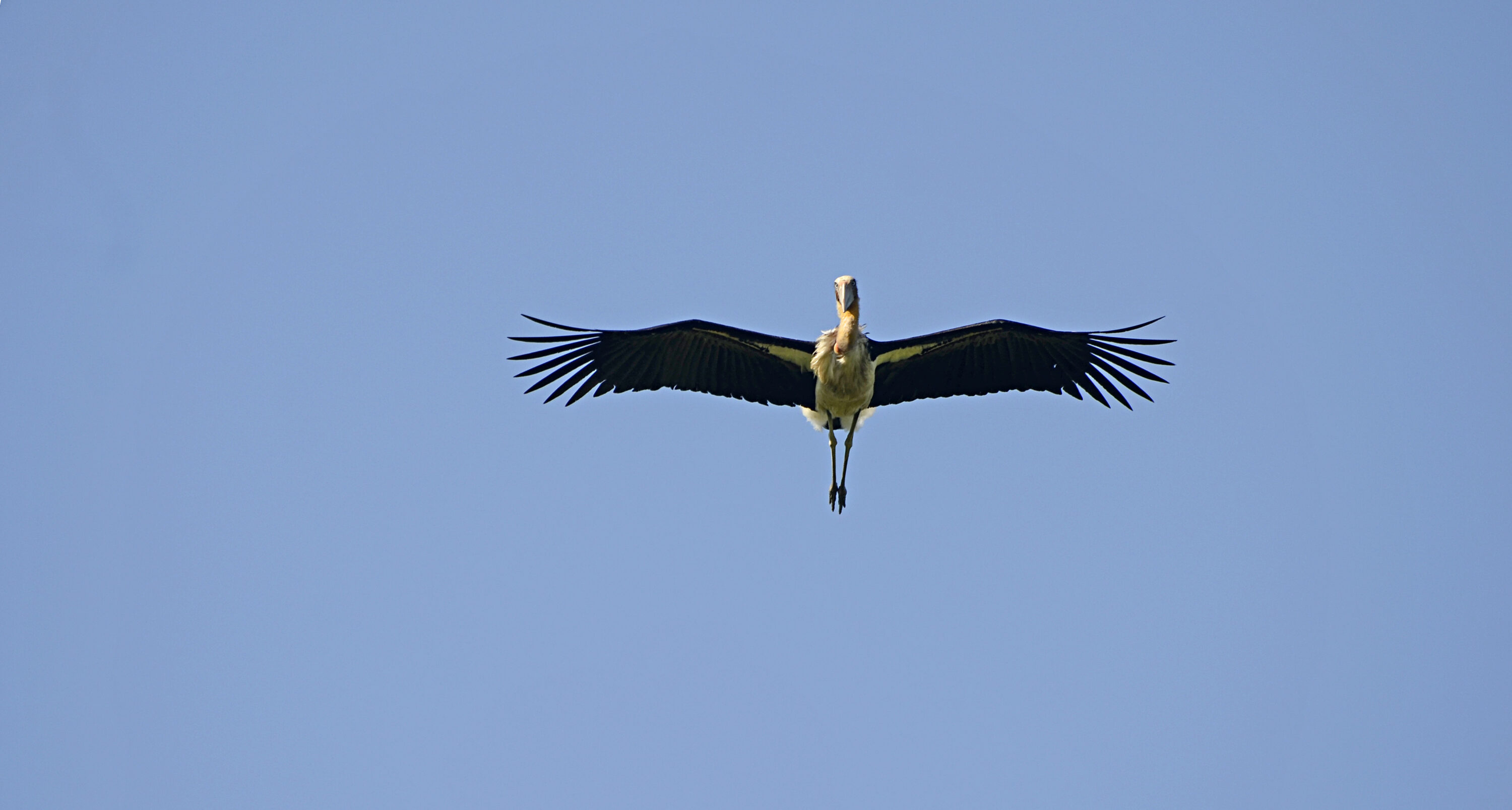 Wild Lesser Adjutant in Assam, India