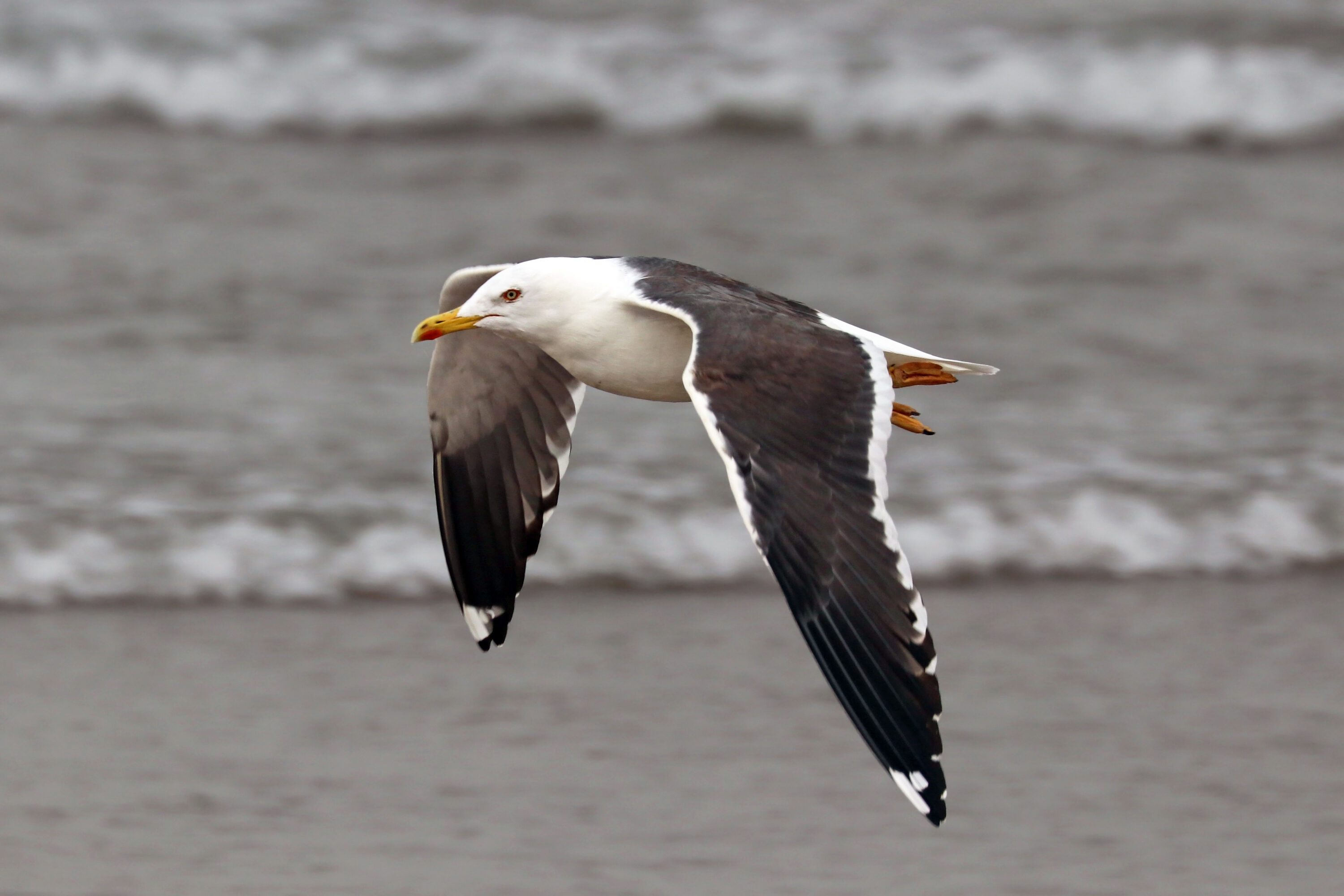 Lesser black-backed gull standing in open coastal habitat