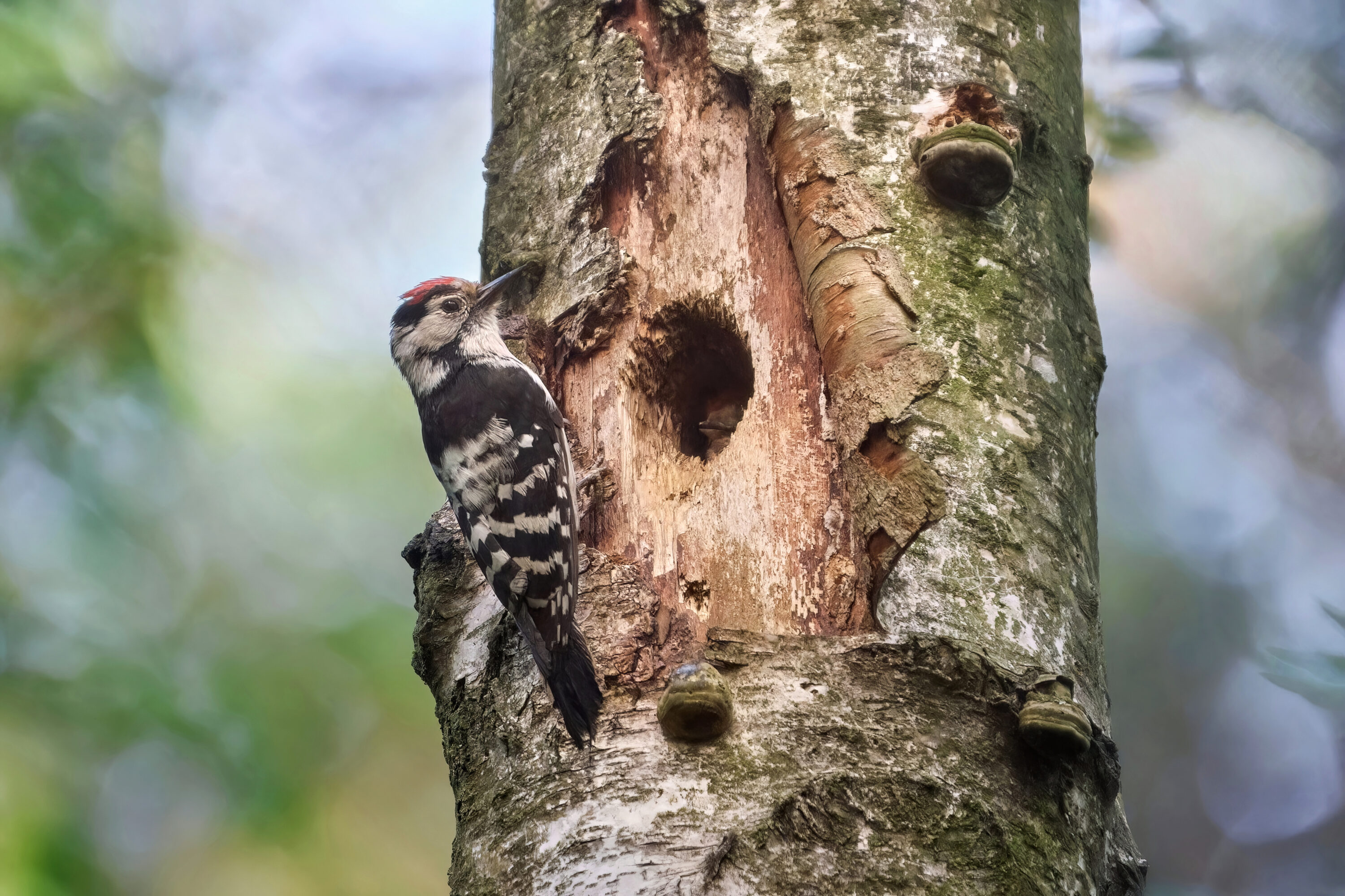 Lesser spotted woodpecker at a nest cavity