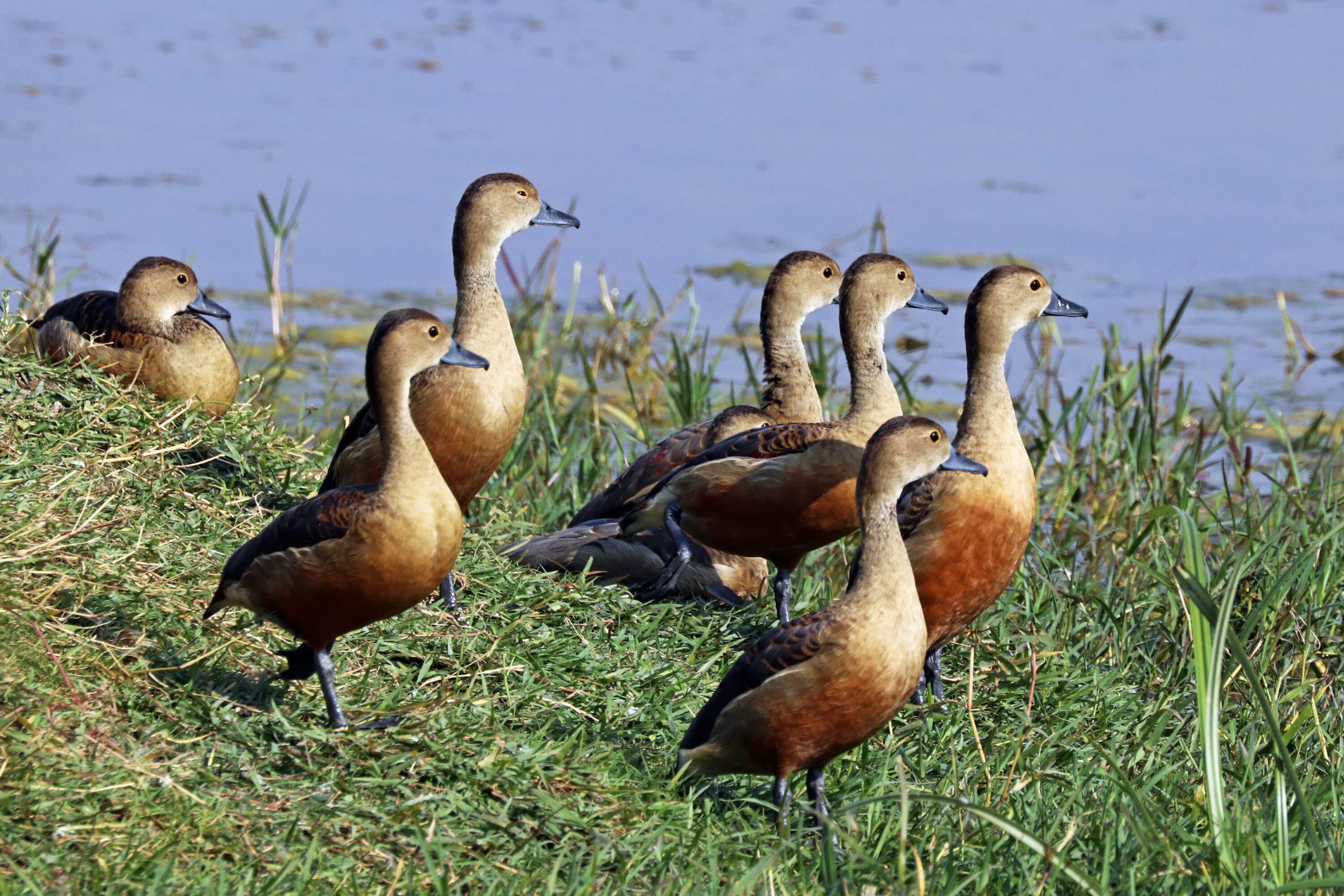 Lesser whistling ducks in Keoladeo National Park, India