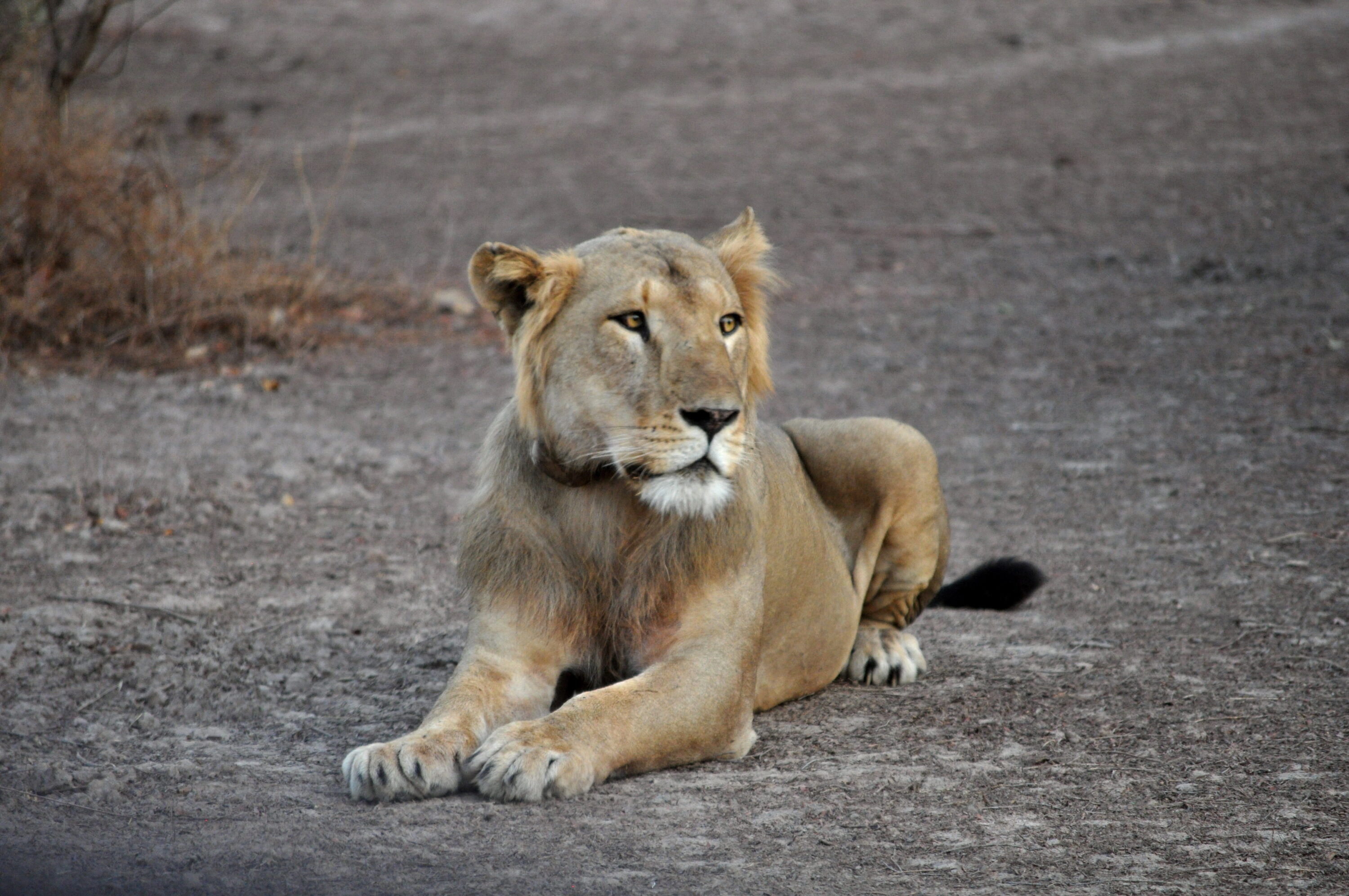 GPS-collared African lion resting in the wild