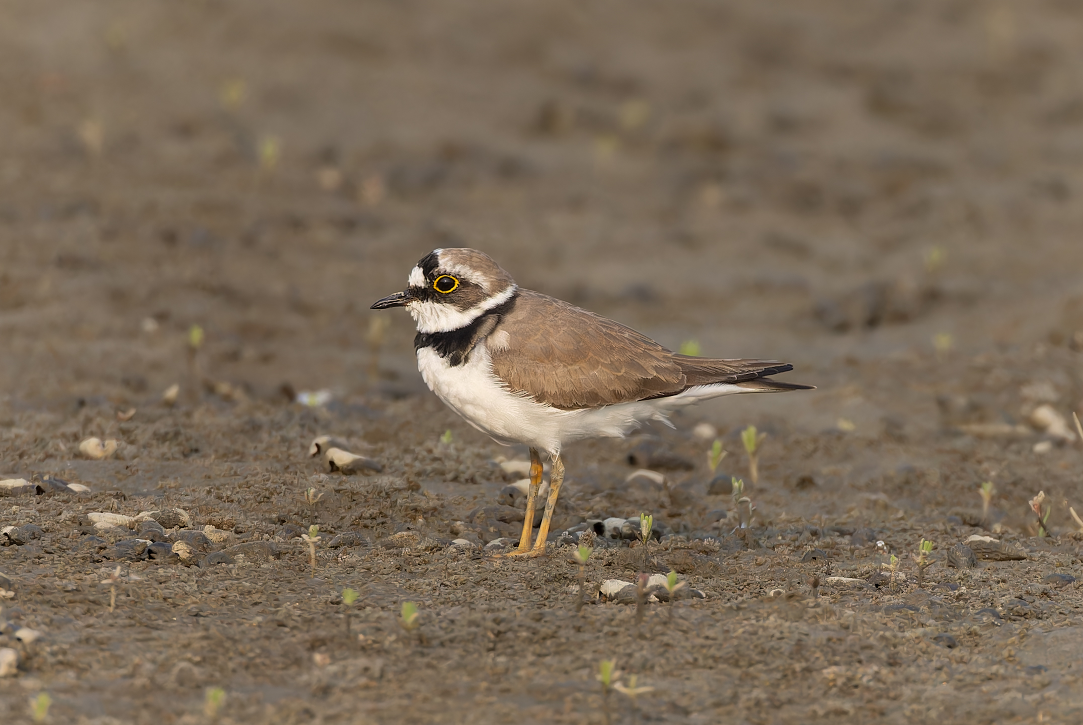 Little ringed plover in Bakkhali, West Bengal, India