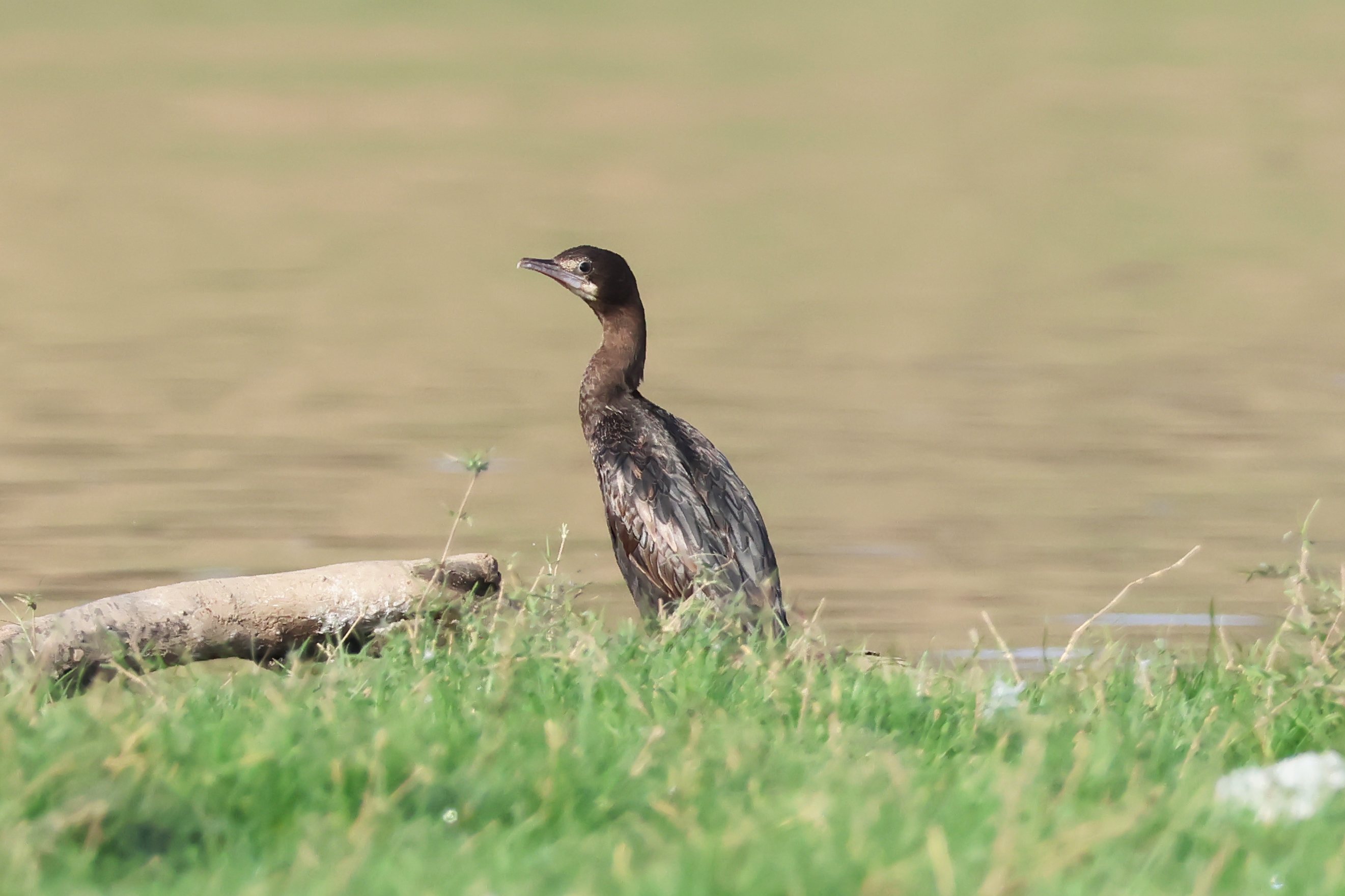 Little cormorant in Satpura National Park, India