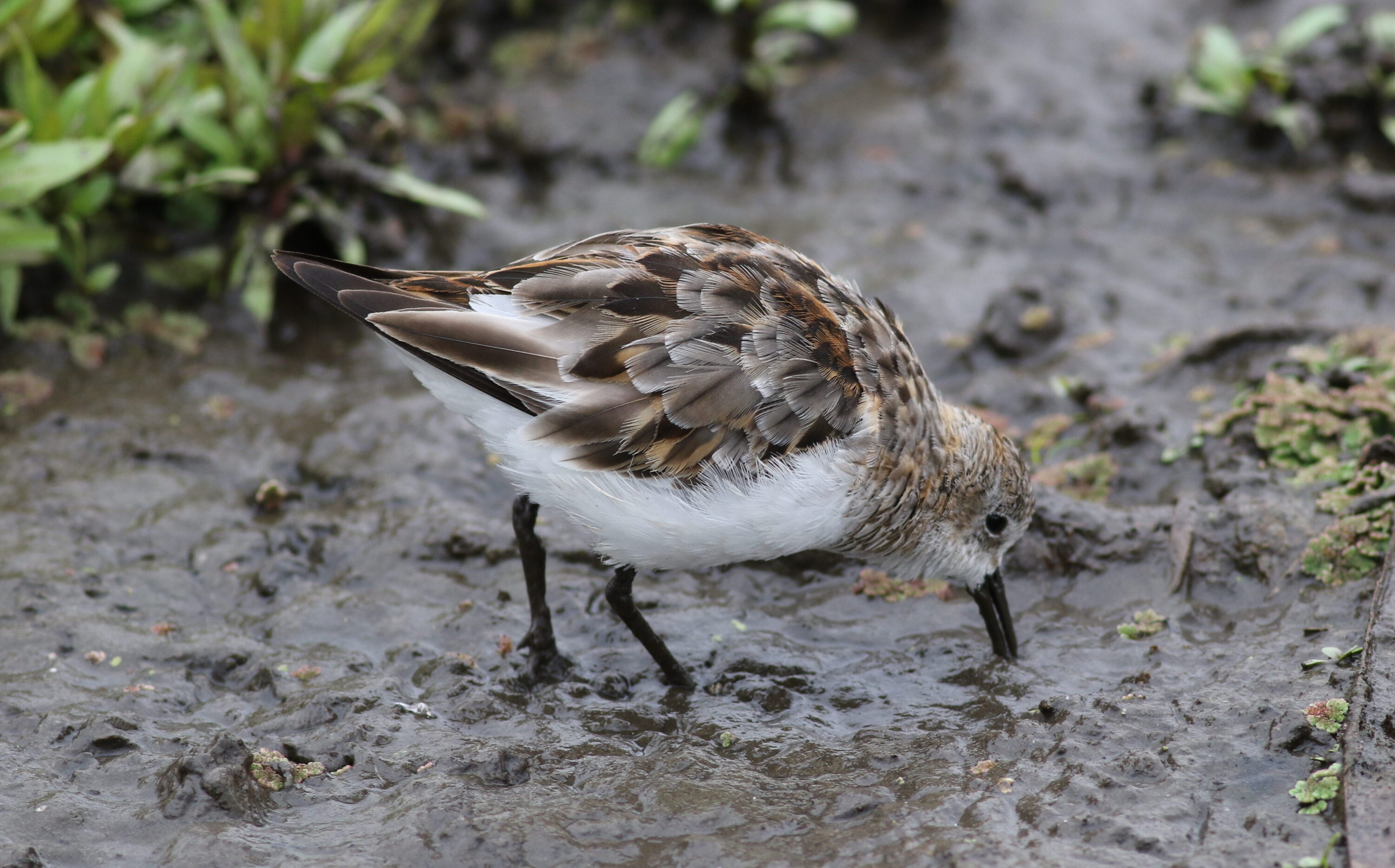 Little stint standing in shallow wetland habitat at Marievale Nature Reserve, South Africa