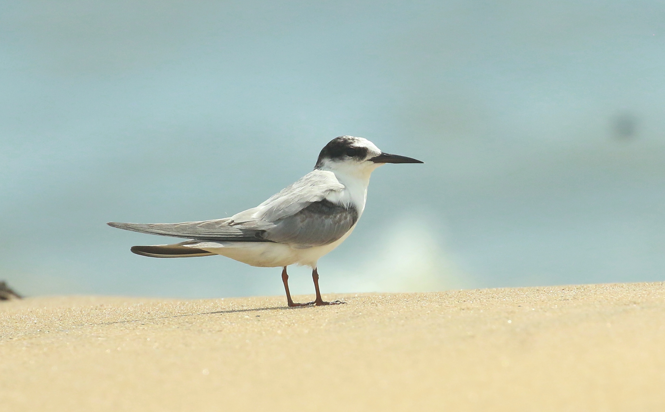 Little tern in Chavakkad, Thrissur, Kerala, India