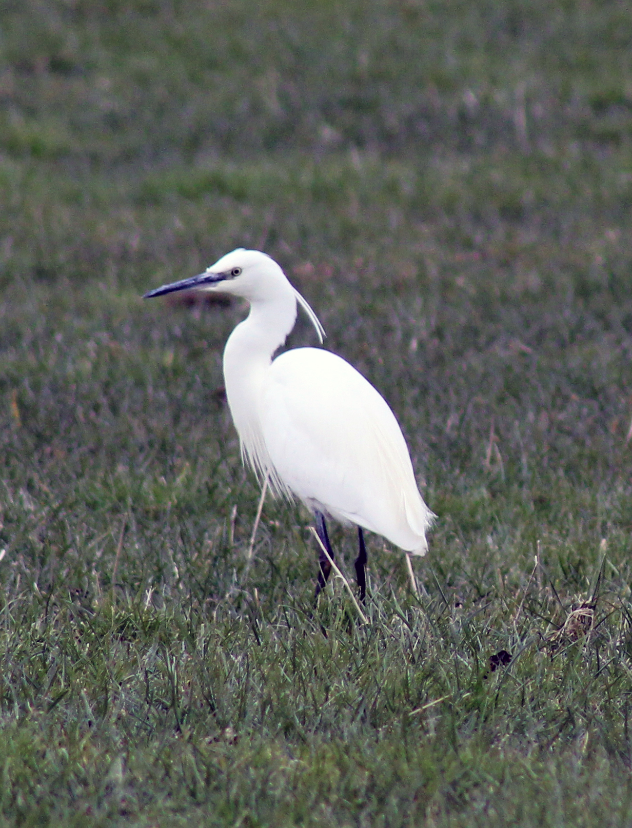Little egret standing in grass in Oxfordshire, England