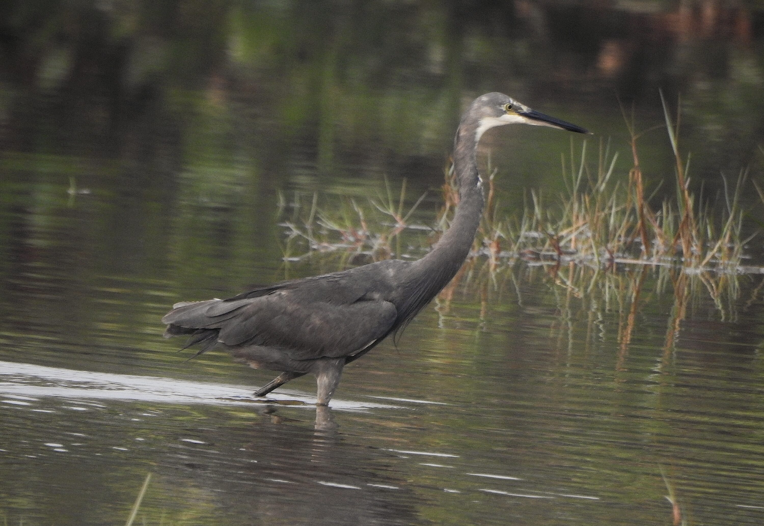 Grey-plumaged Little Egret in Kerala, India