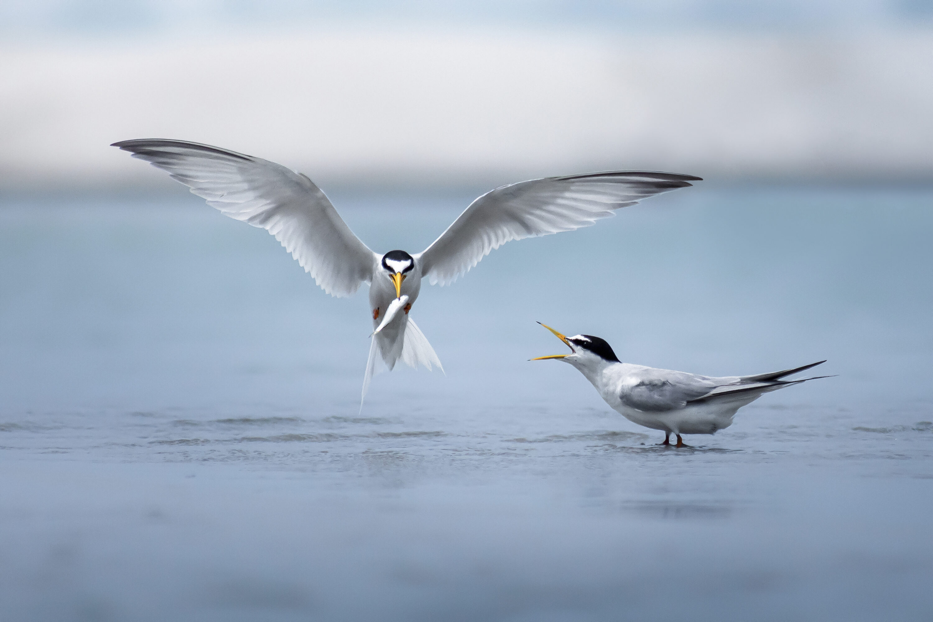 Two wild little terns during courtship, one carrying a fish