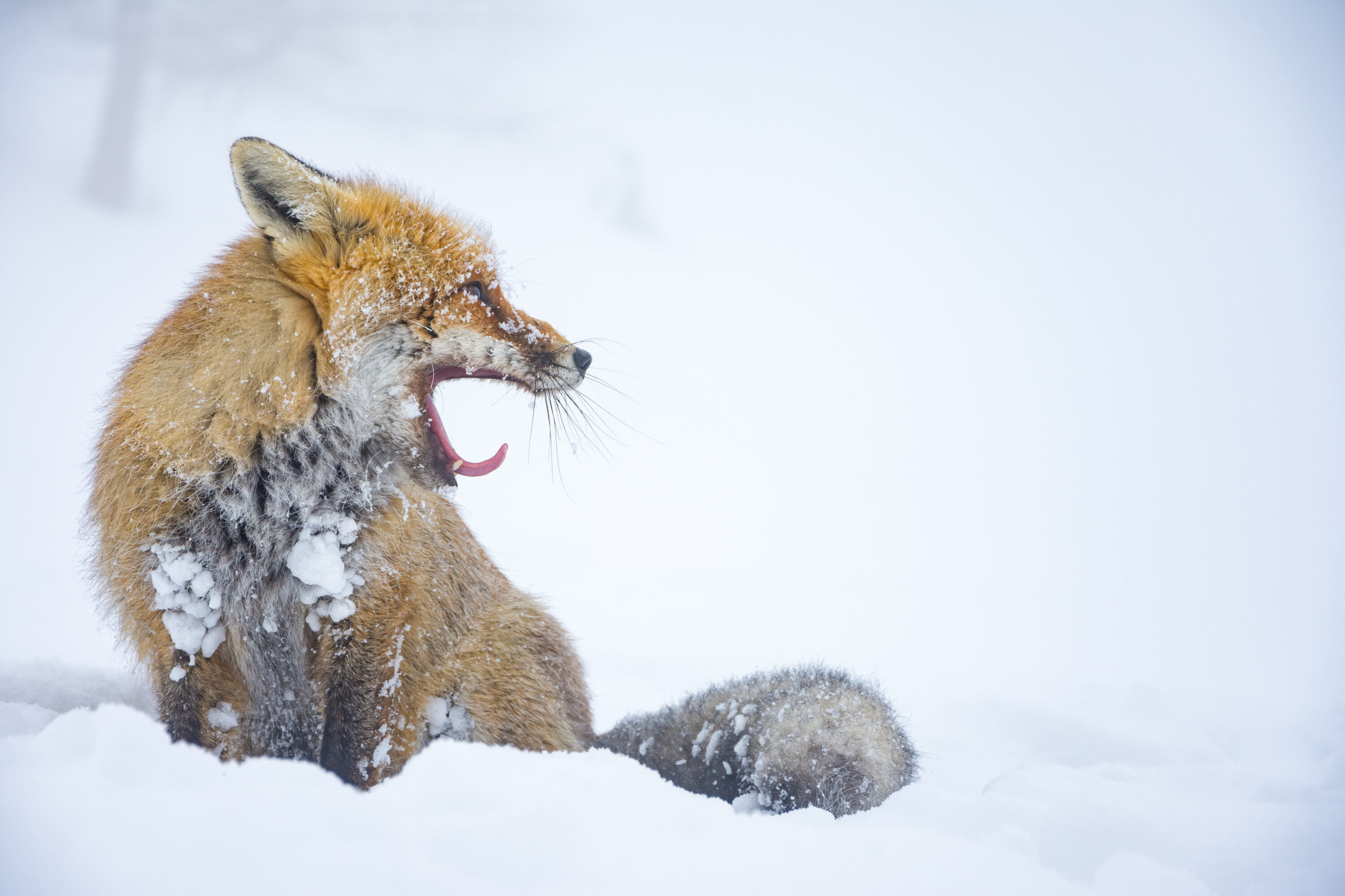 Red fox yawning on snow-covered rocks in Gran Paradiso National Park, Italy