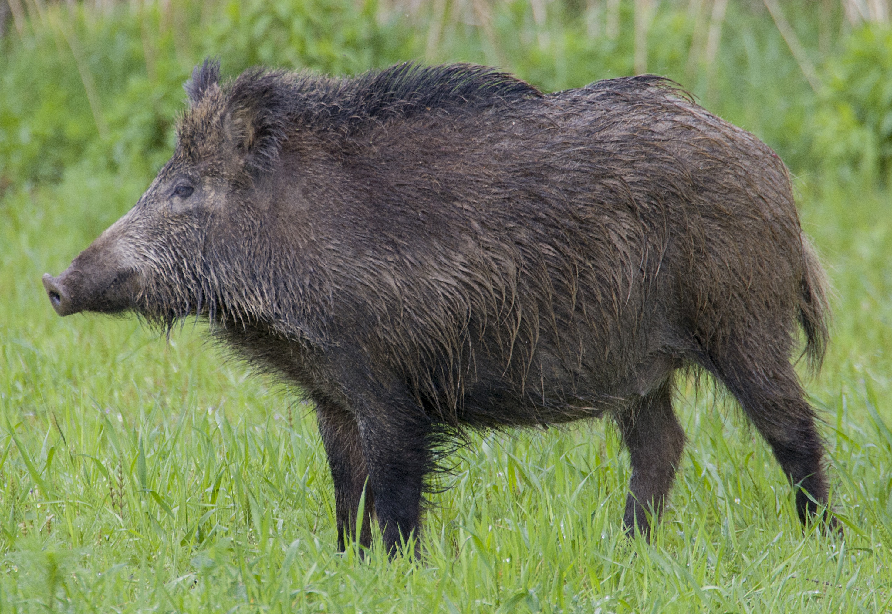 Adult wild boar sow in side profile with unobstructed head