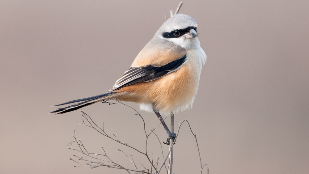 Long-tailed Shrike at Dadri Wetlands, India