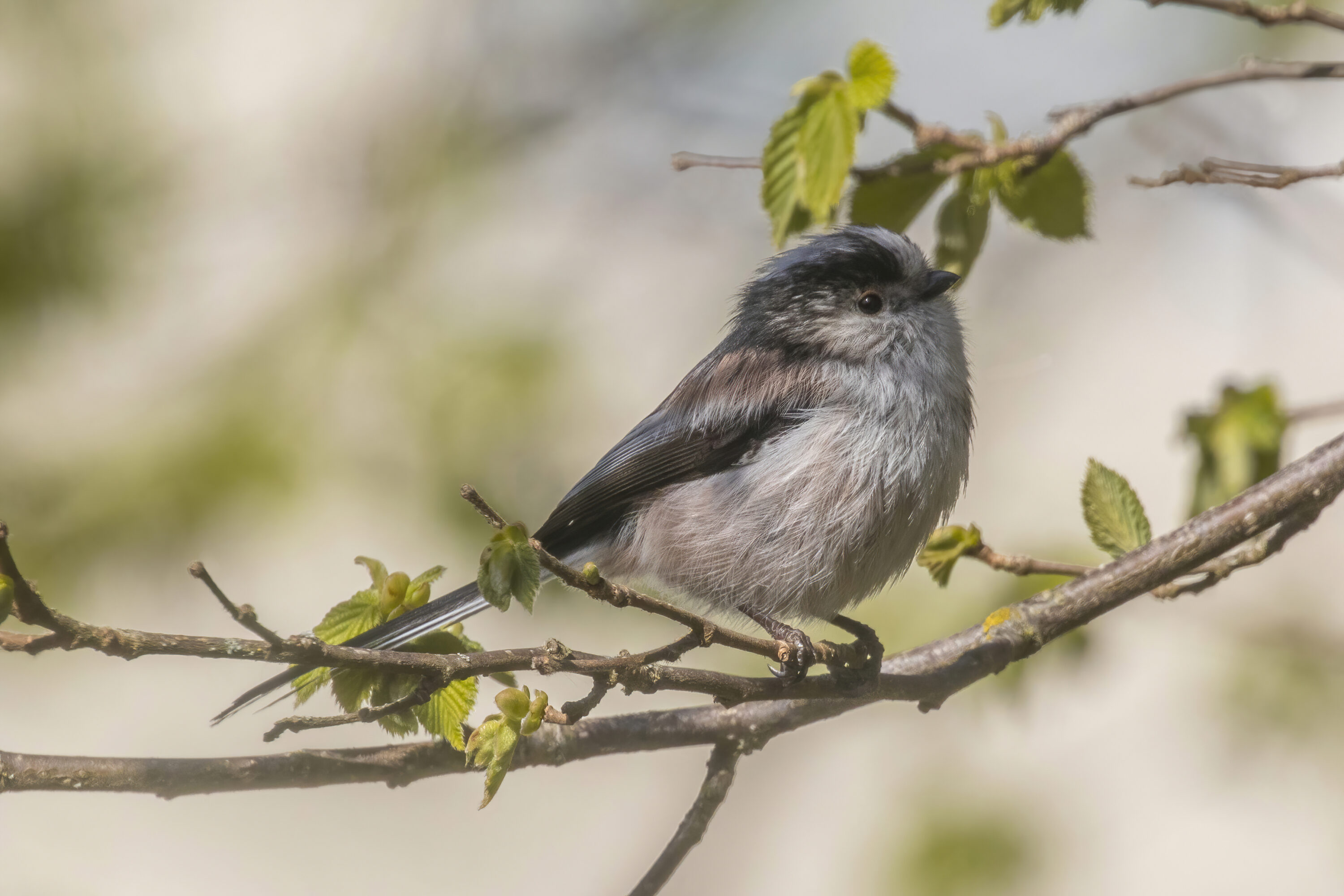 Long-tailed tit perched on a branch